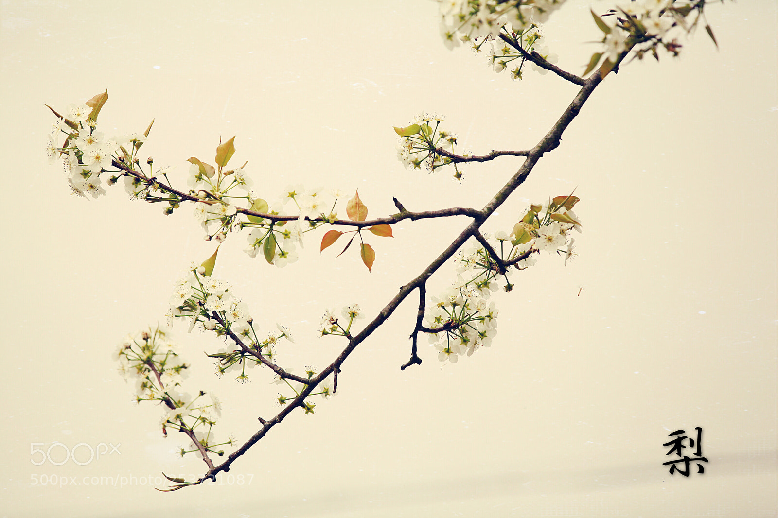 Canon EOS 5D Mark II sample photo. Spring is coming photography