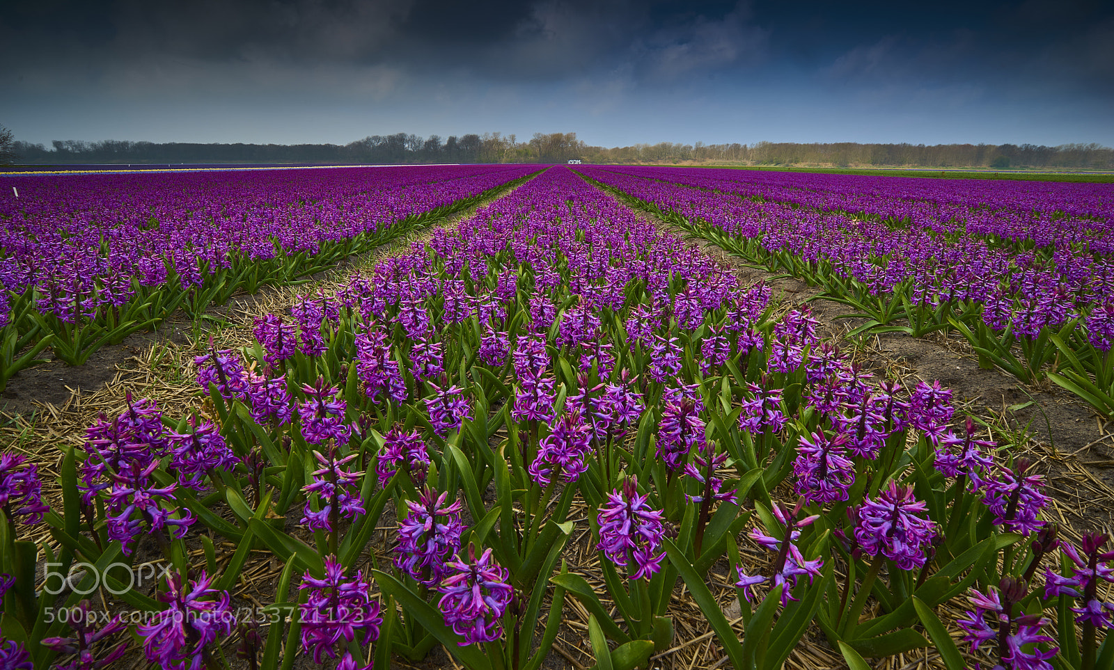 Sony a7 II sample photo. Spring bulbfield photography
