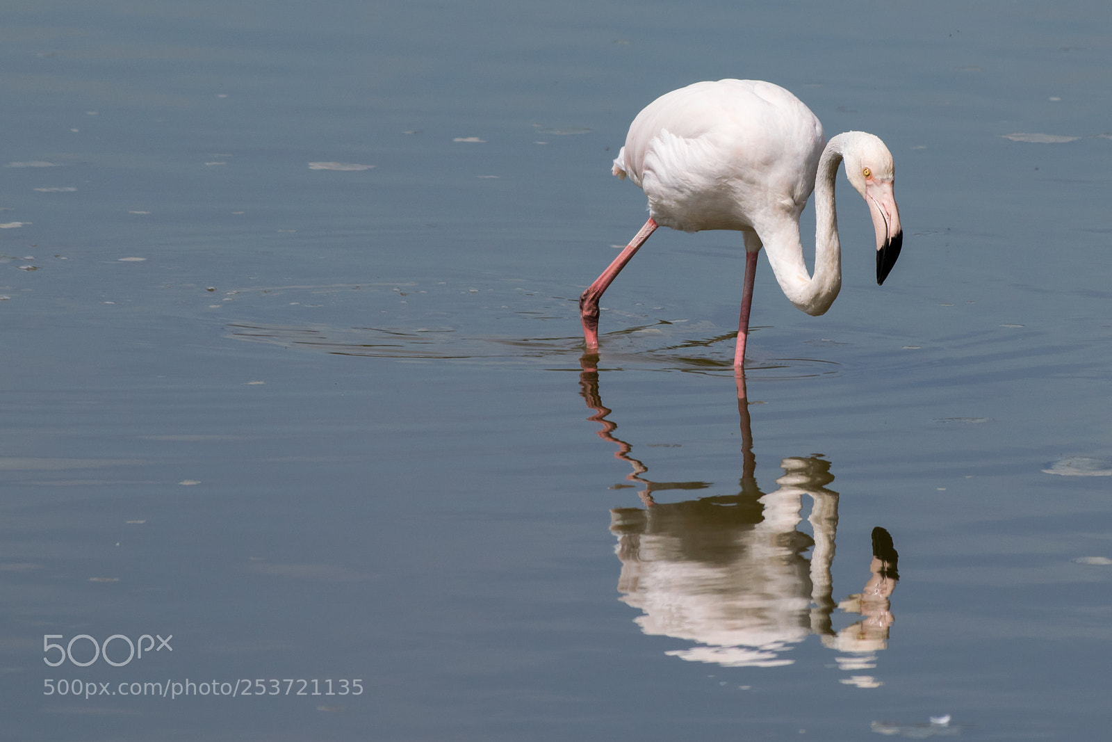 Nikon D3300 sample photo. Flamingo/flamenco photography