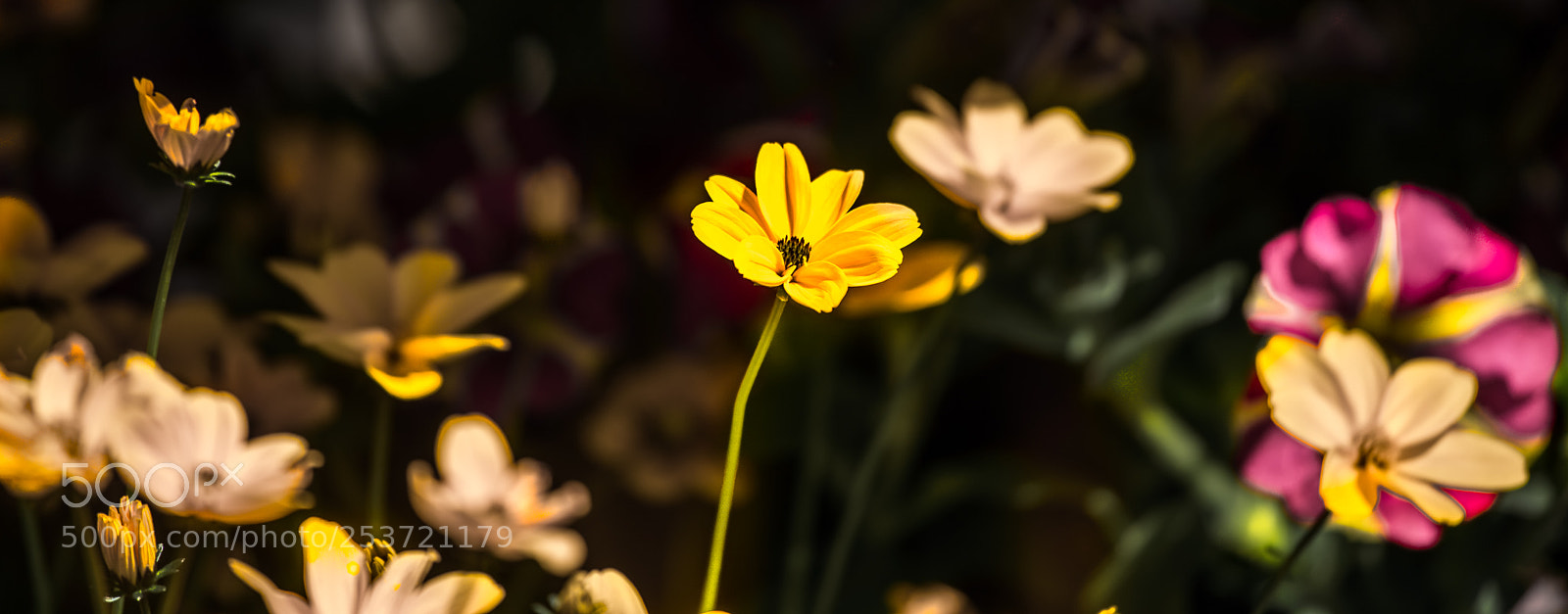 Sony a7 III sample photo. My 15 minutes photography
