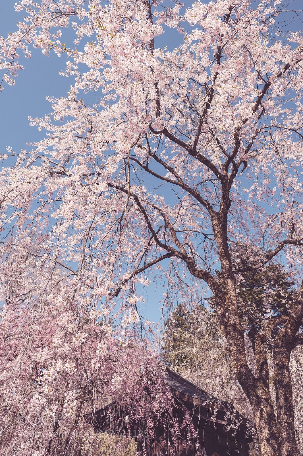 Fujifilm X-Pro2 sample photo. Untitled photography