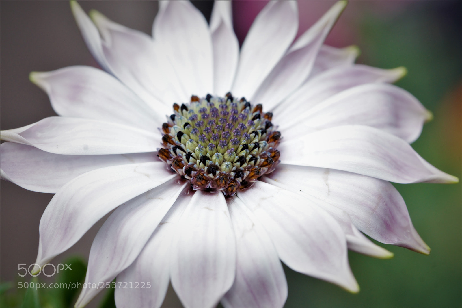 Sony ILCA-77M2 sample photo. Der fr hling ist photography