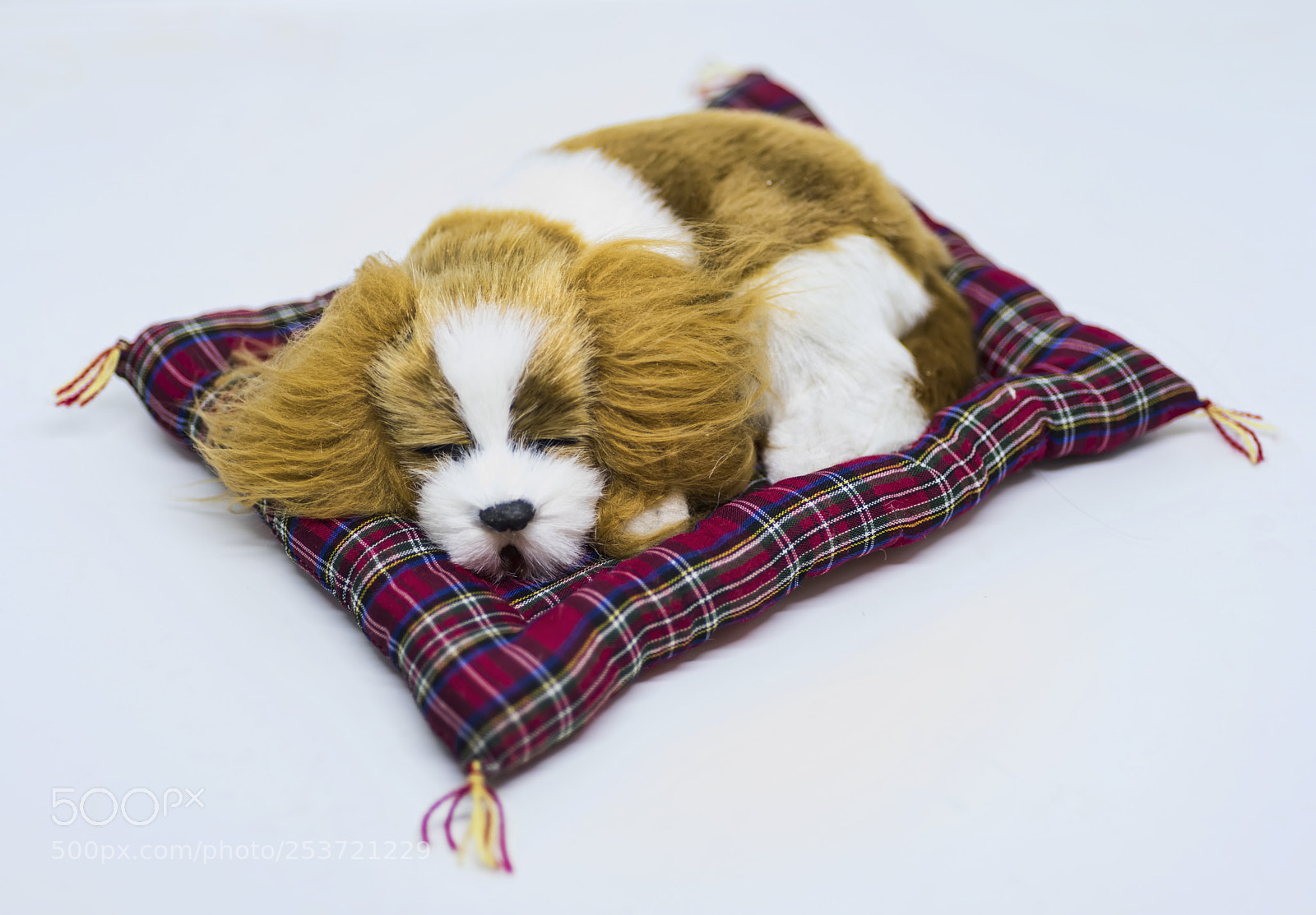 Nikon D810 sample photo. Toy dog ... photography
