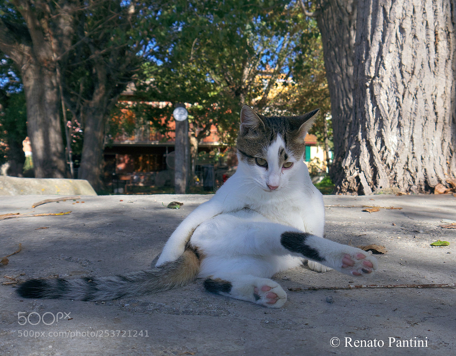 Panasonic Lumix DMC-G3 sample photo. "i'm sexy!" photography