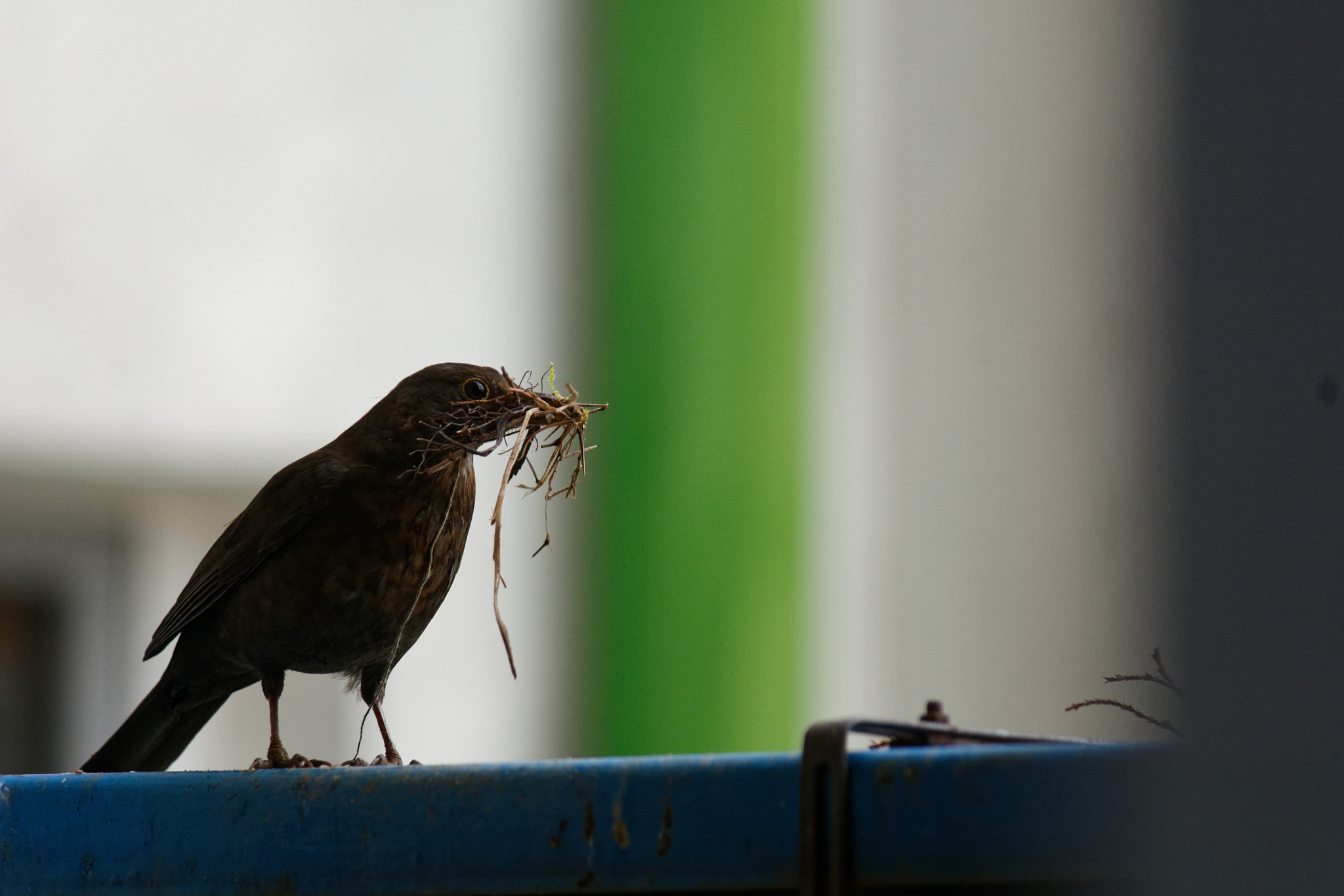 Nikon D7100 sample photo. On the balcony photography
