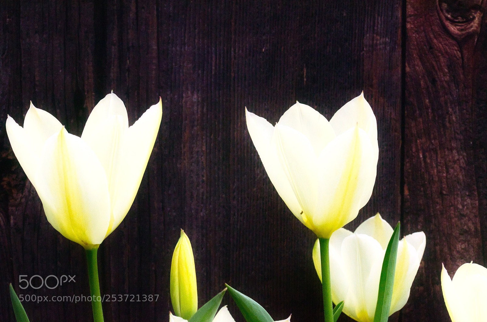 Nikon D7000 sample photo. High key tulips photography
