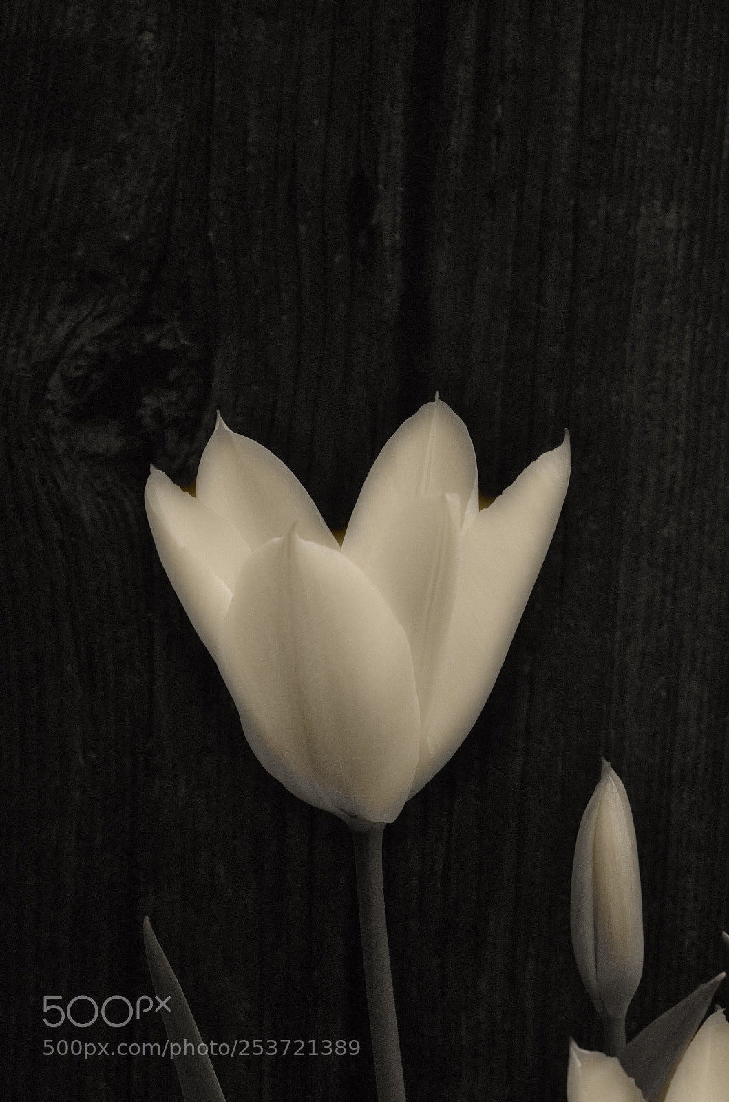 Nikon D7000 sample photo. Dreamy tulip photography