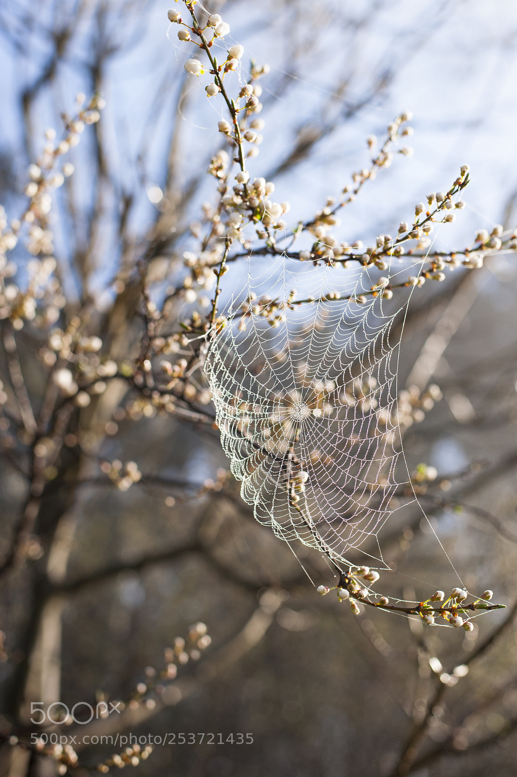 Nikon D700 sample photo. Hello spring photography