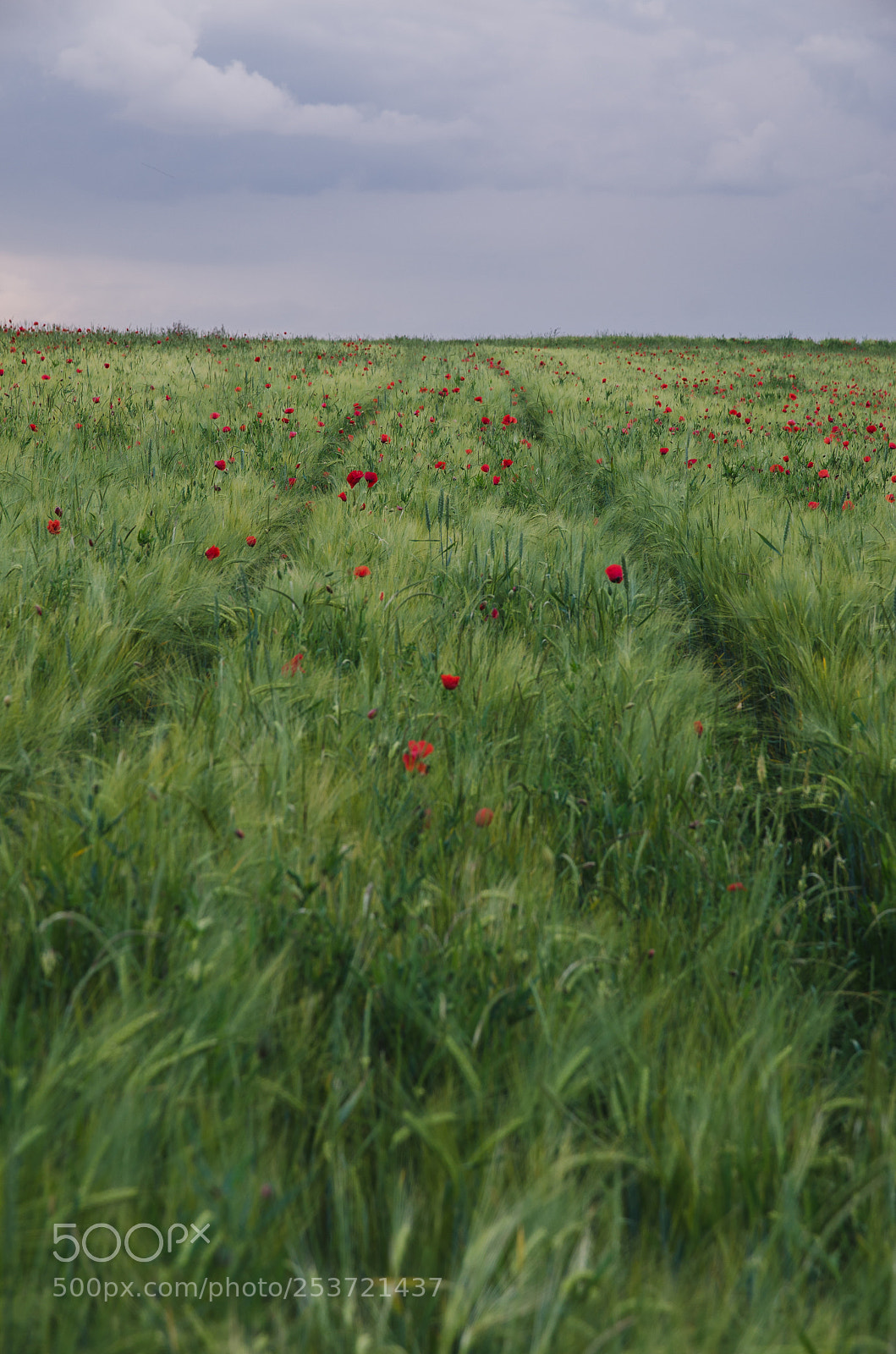 Nikon D7000 sample photo. Poppy flowers in cereal photography