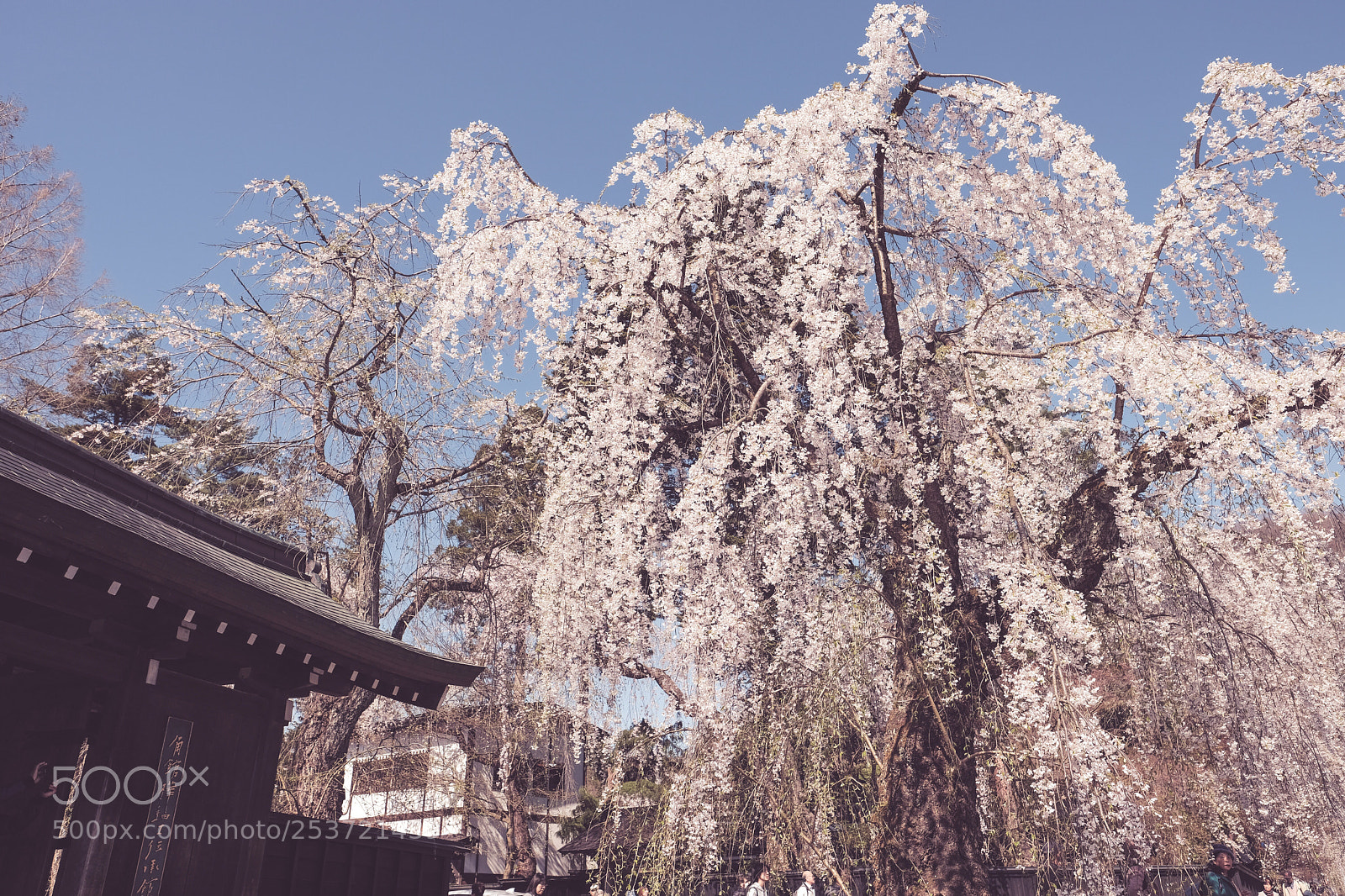 Fujifilm X-Pro2 sample photo. Untitled photography