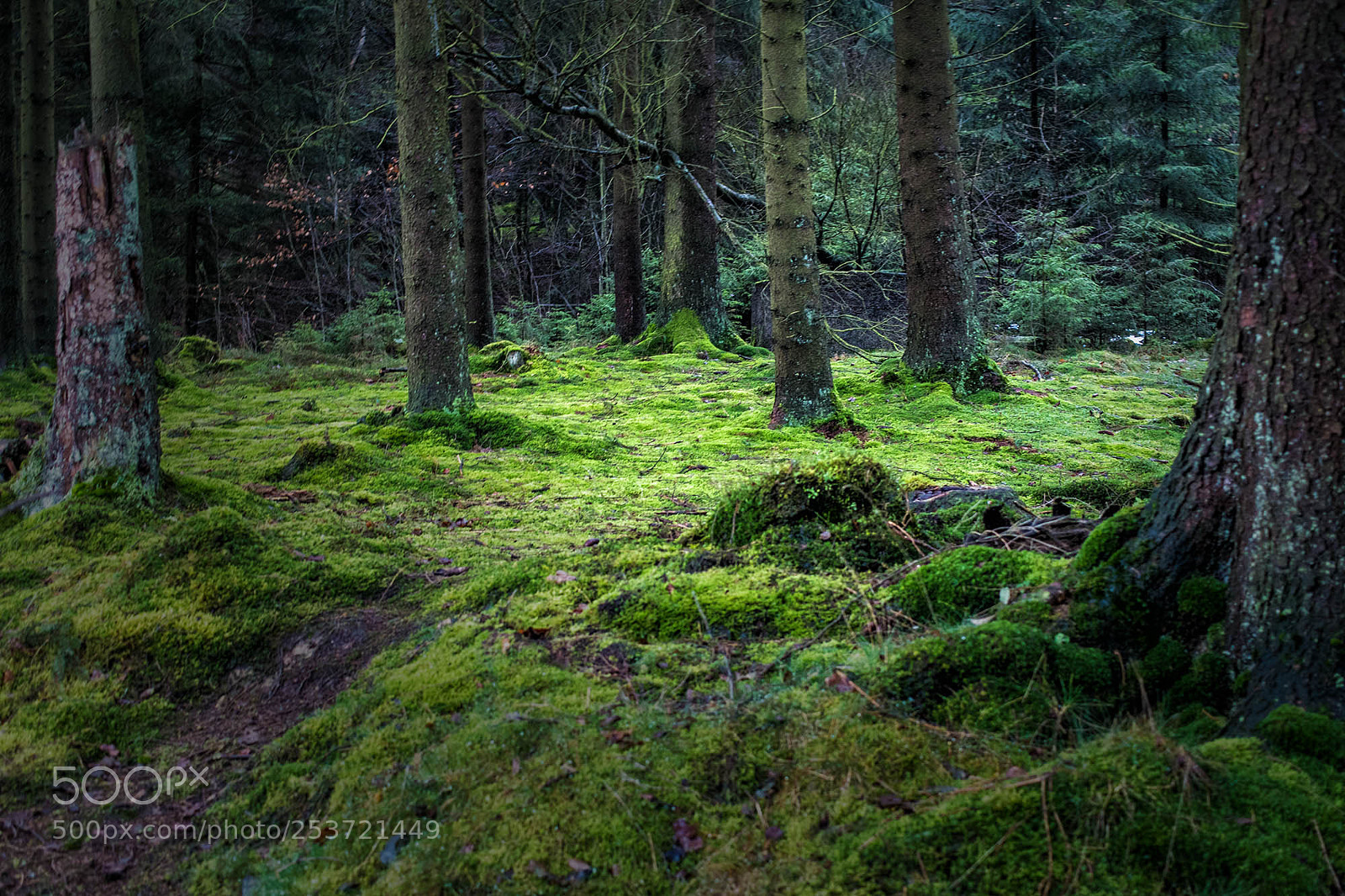 Pentax K-S2 sample photo. Forest series #12 photography