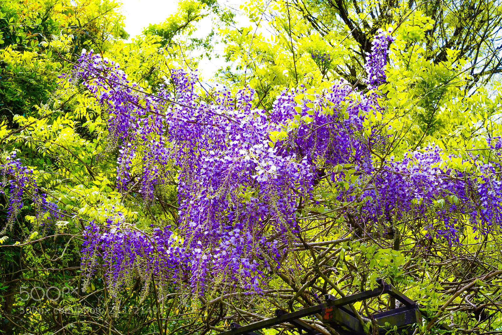 Sony a7 III sample photo. Wisteria in spring photography
