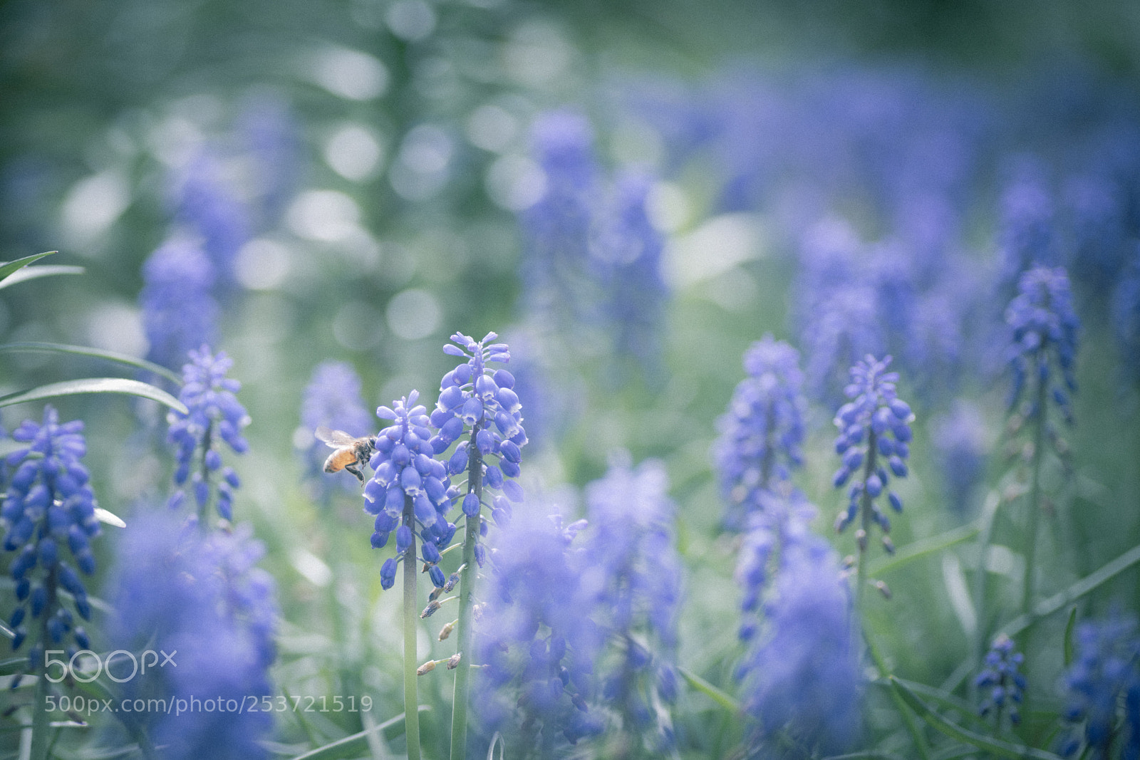 Nikon D850 sample photo. Muscari and bee photography