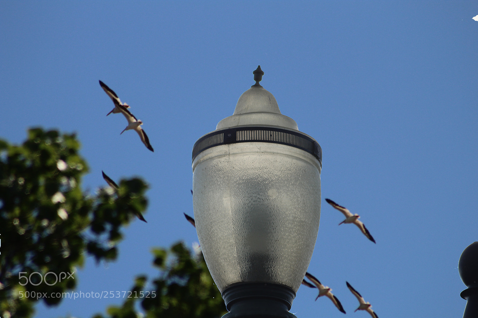 Canon EOS 1300D (EOS Rebel T6 / EOS Kiss X80) sample photo. Lightbirds photography