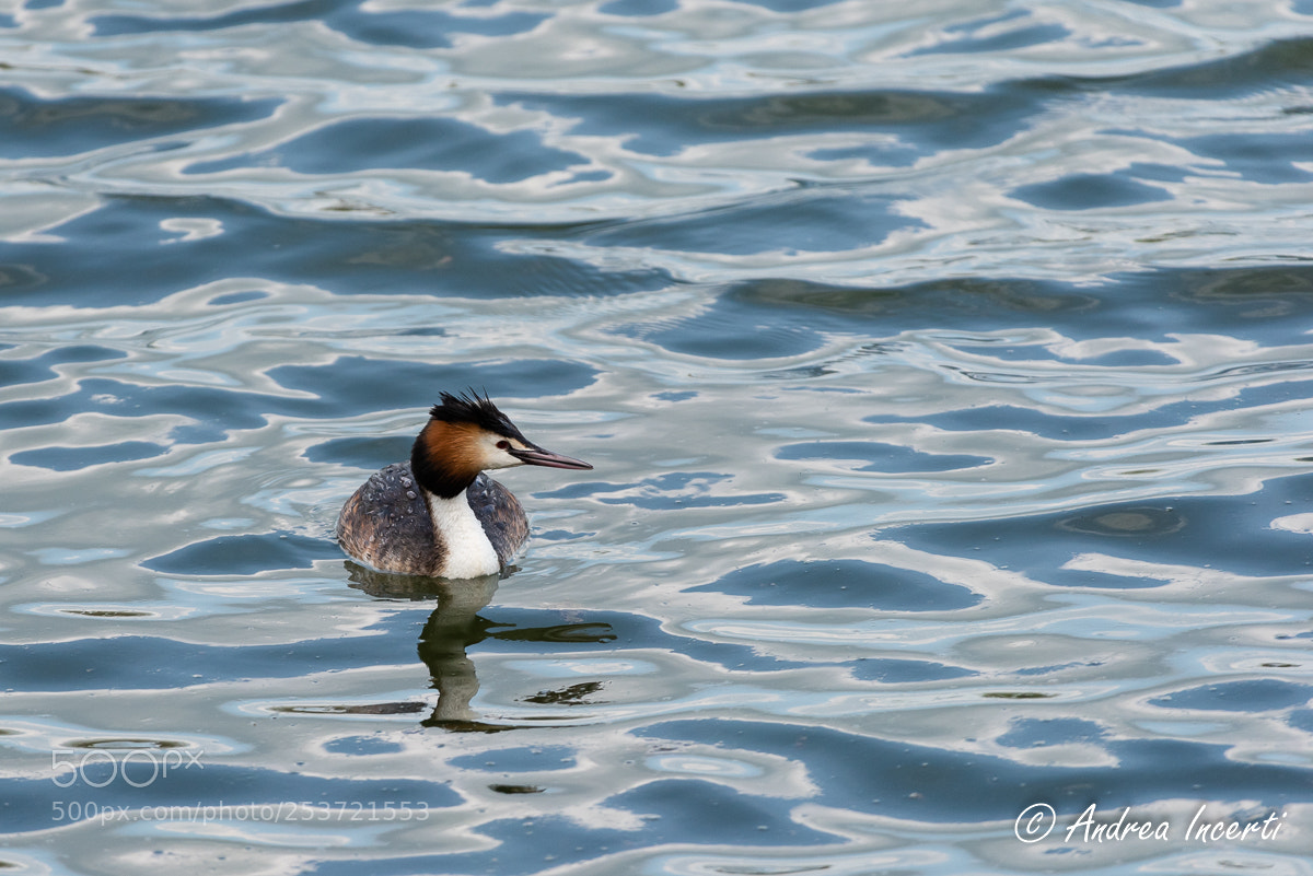 Nikon D810 sample photo. Podiceps cristatus photography