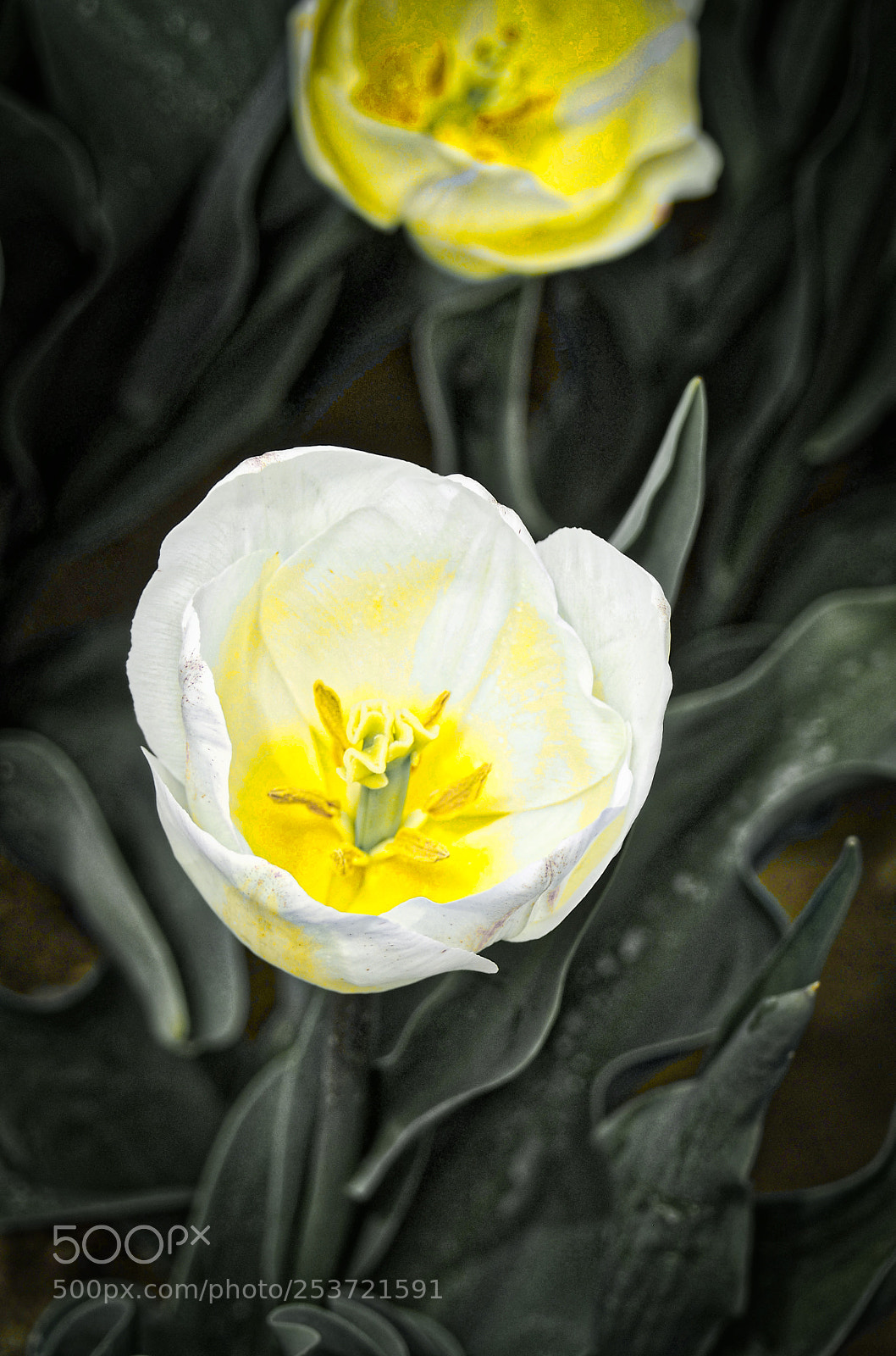 Olympus OM-D E-M5 II sample photo. Yellow and white... photography