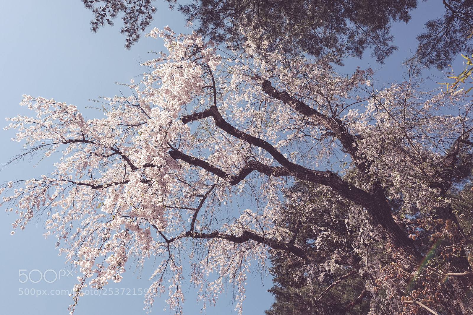 Fujifilm X-Pro2 sample photo. Untitled photography