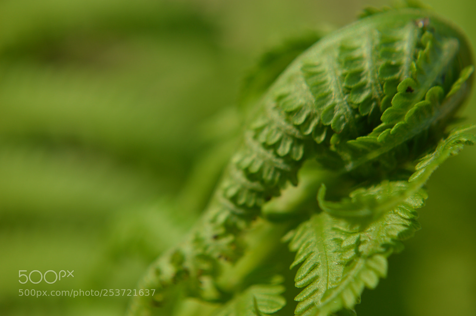Nikon D3200 sample photo. Unfurling photography