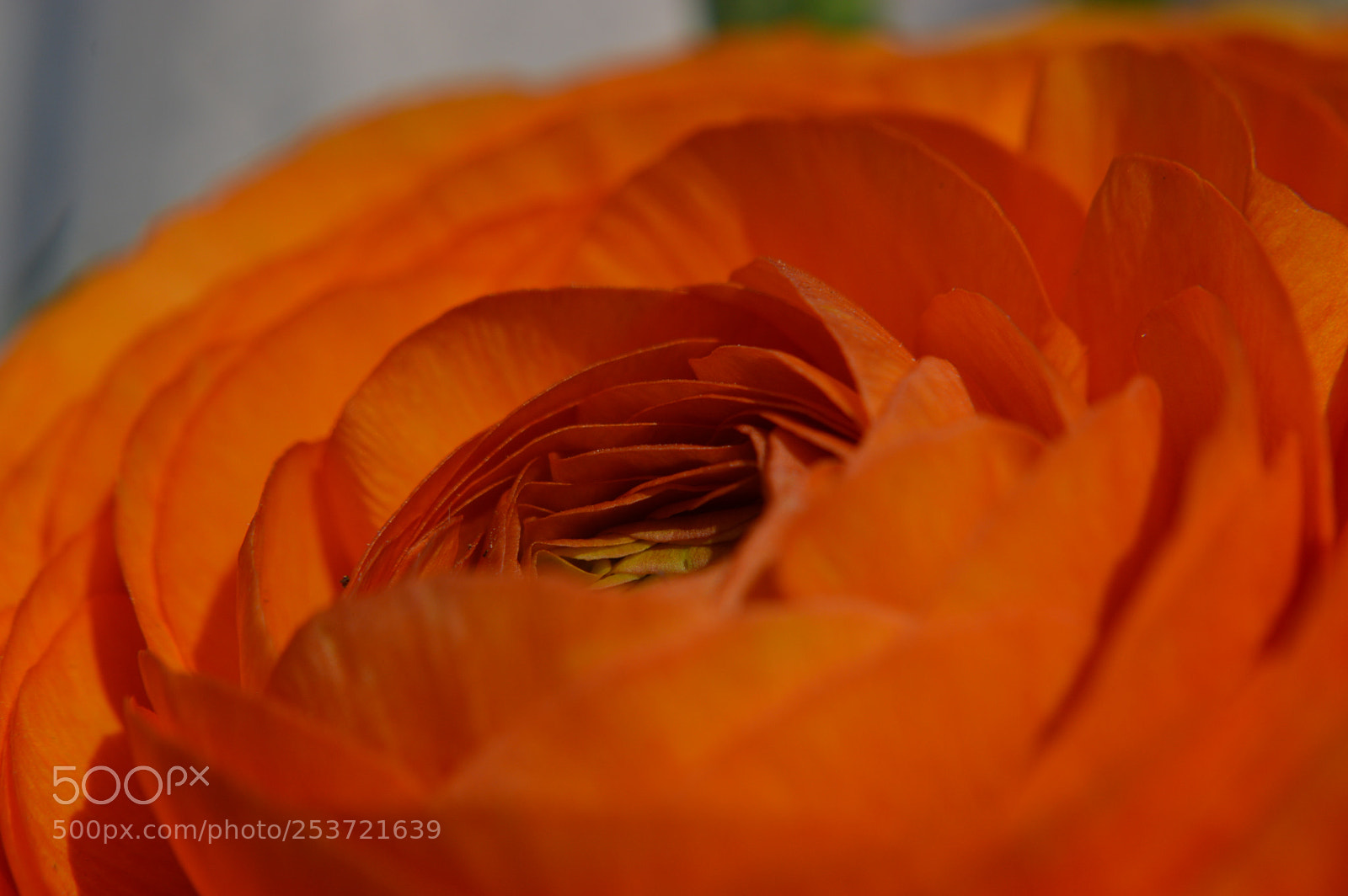 Nikon D3200 sample photo. Orange ranunculus photography