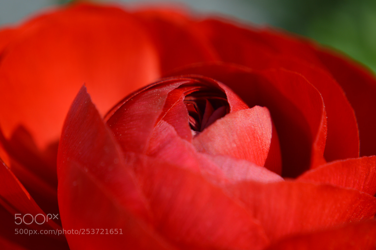 Nikon D3200 sample photo. Red ranunculus photography