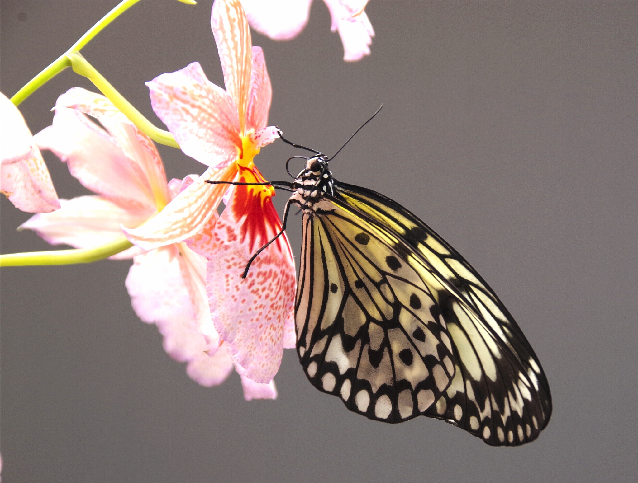 Pentax K-70 sample photo. Butterfly 1 photography