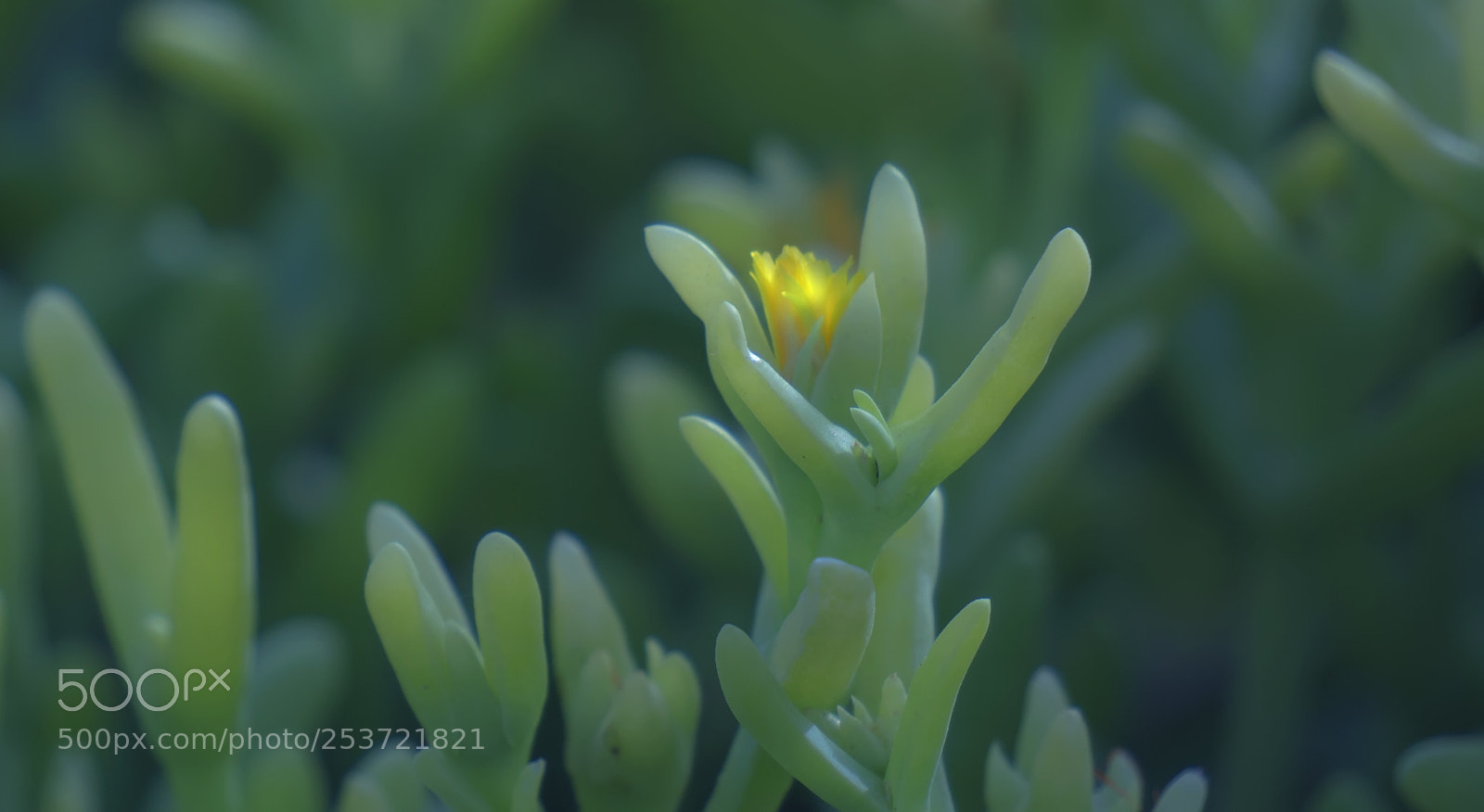Sony Alpha NEX-5N sample photo. Nature photography