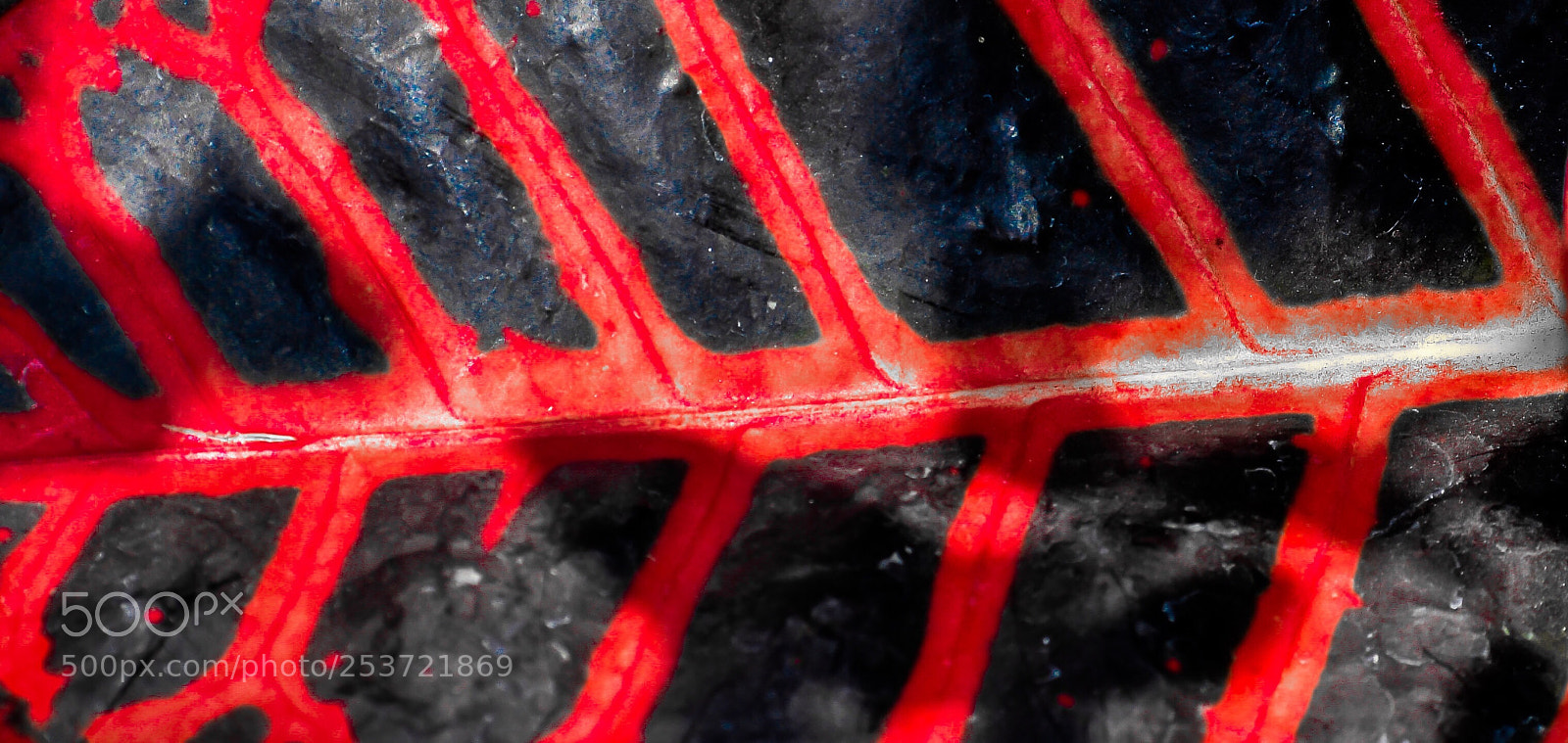 Nikon D5600 sample photo. Bloody veins  photography