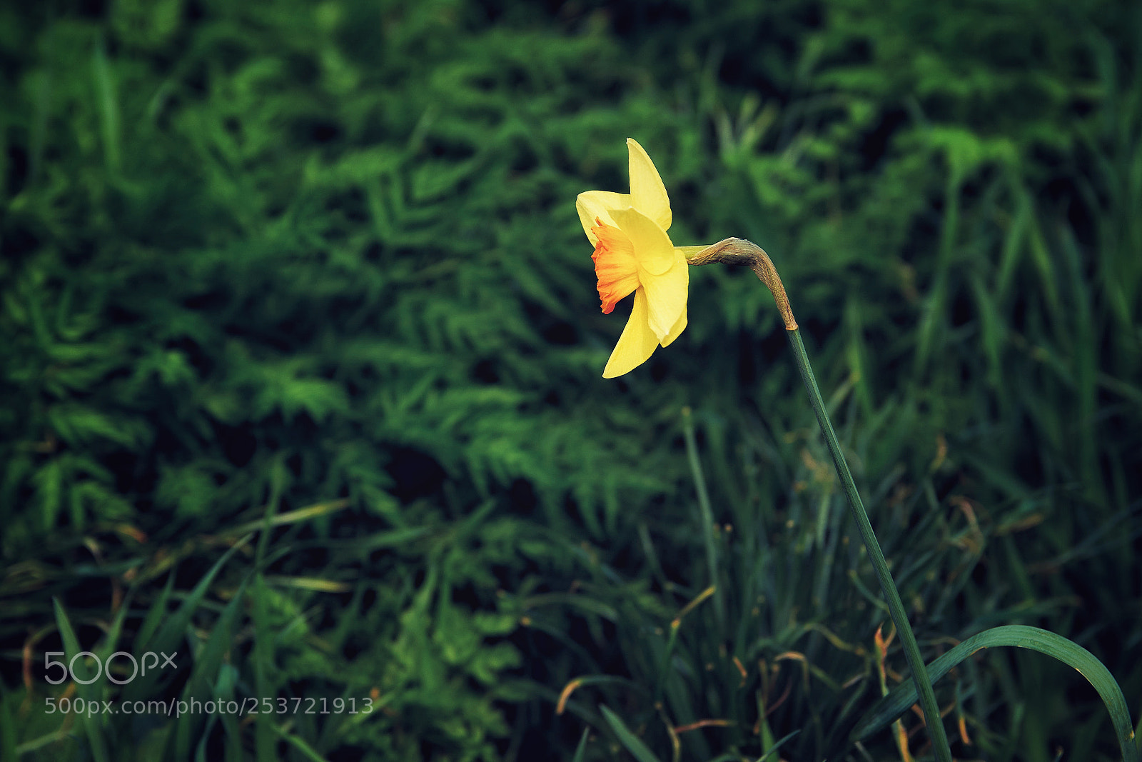 Sony ILCA-77M2 sample photo. Narcissus photography