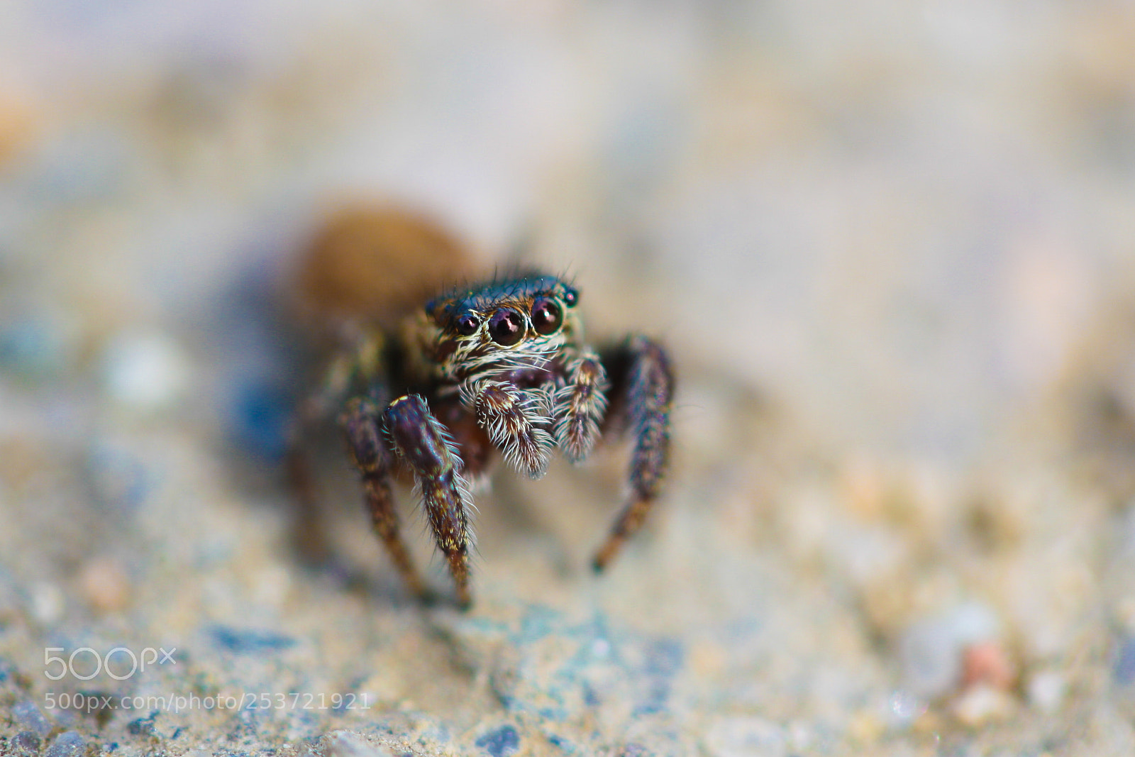 Canon EOS 1000D (EOS Digital Rebel XS / EOS Kiss F) sample photo. Little spider photography