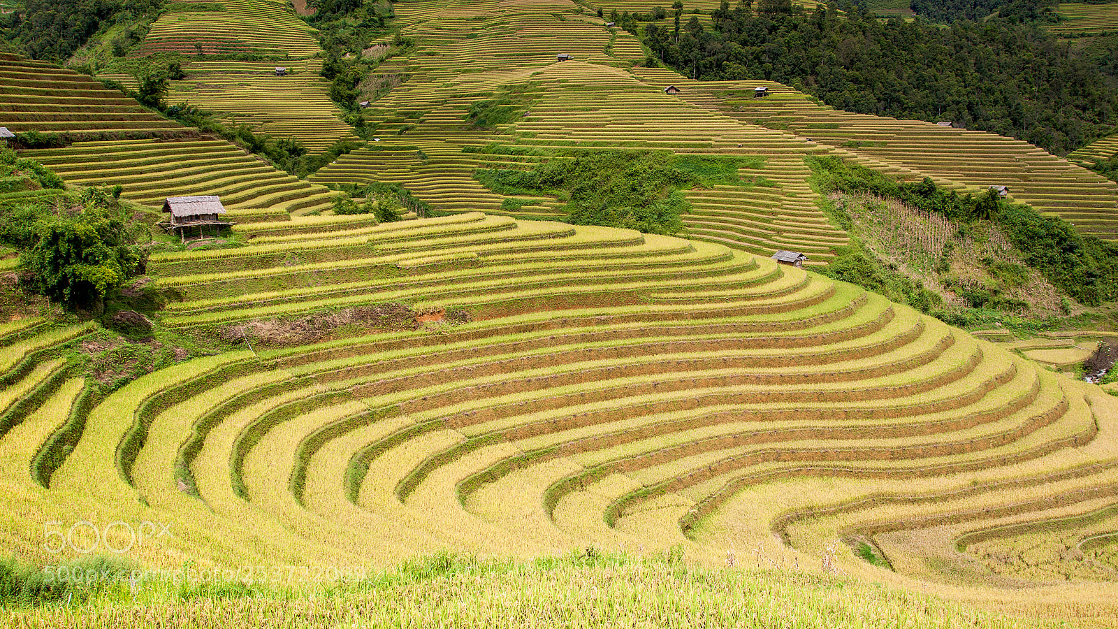 Canon EOS 50D sample photo. Rice fields on terraced photography
