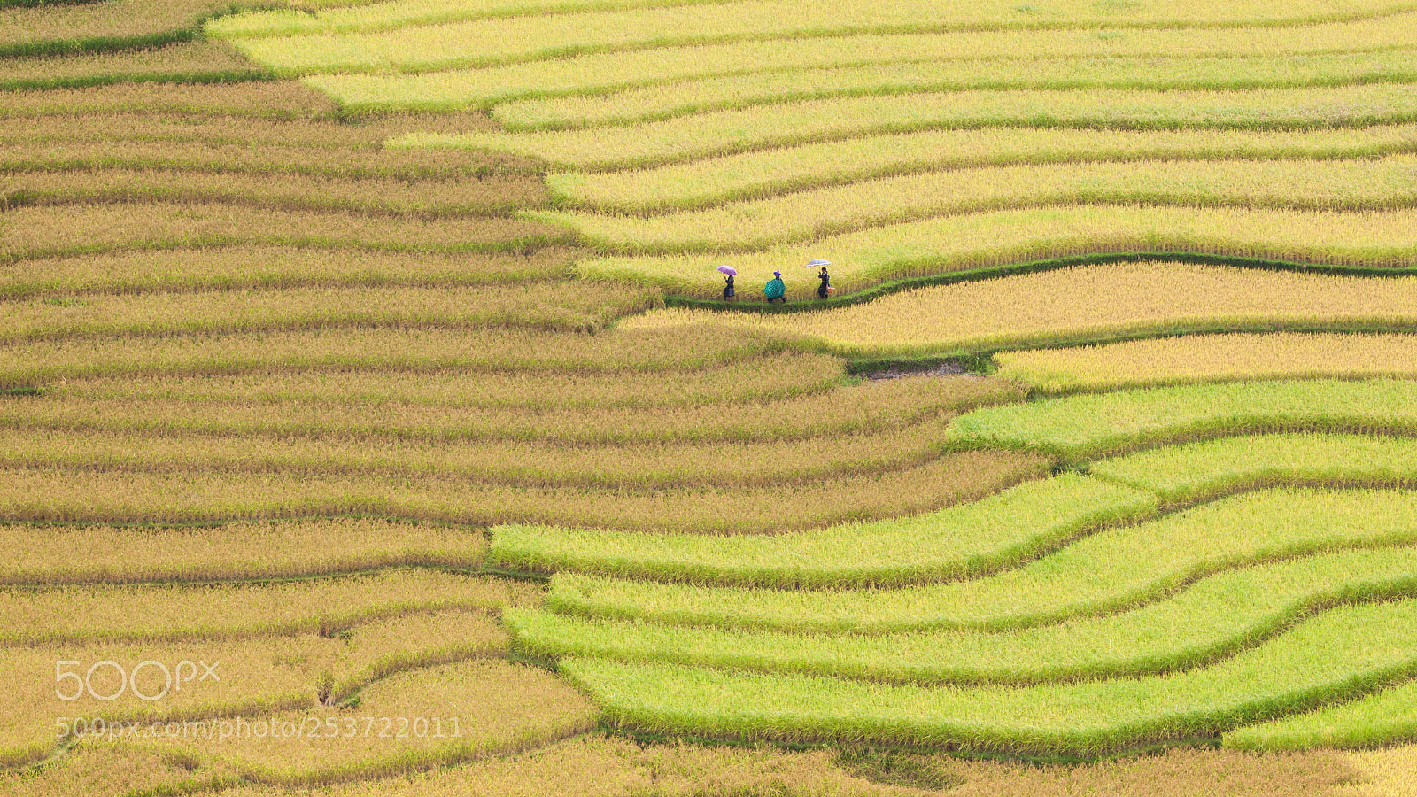 Canon EOS 50D sample photo. Rice fields on terraced photography