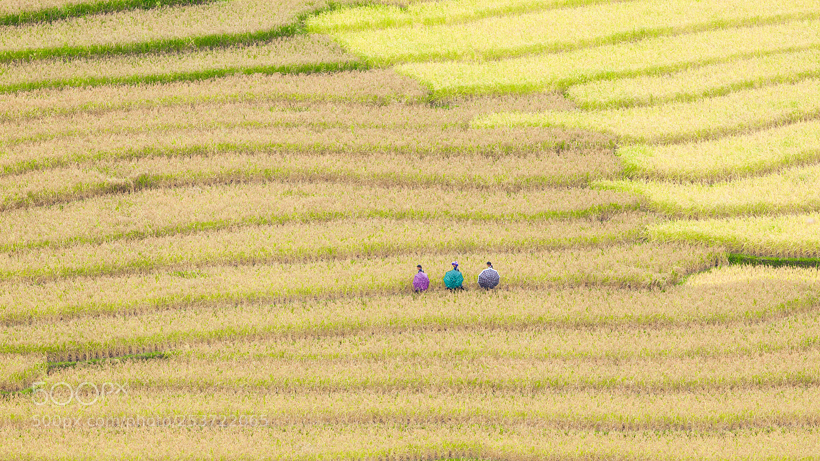 Canon EOS 50D sample photo. Rice fields on terraced photography