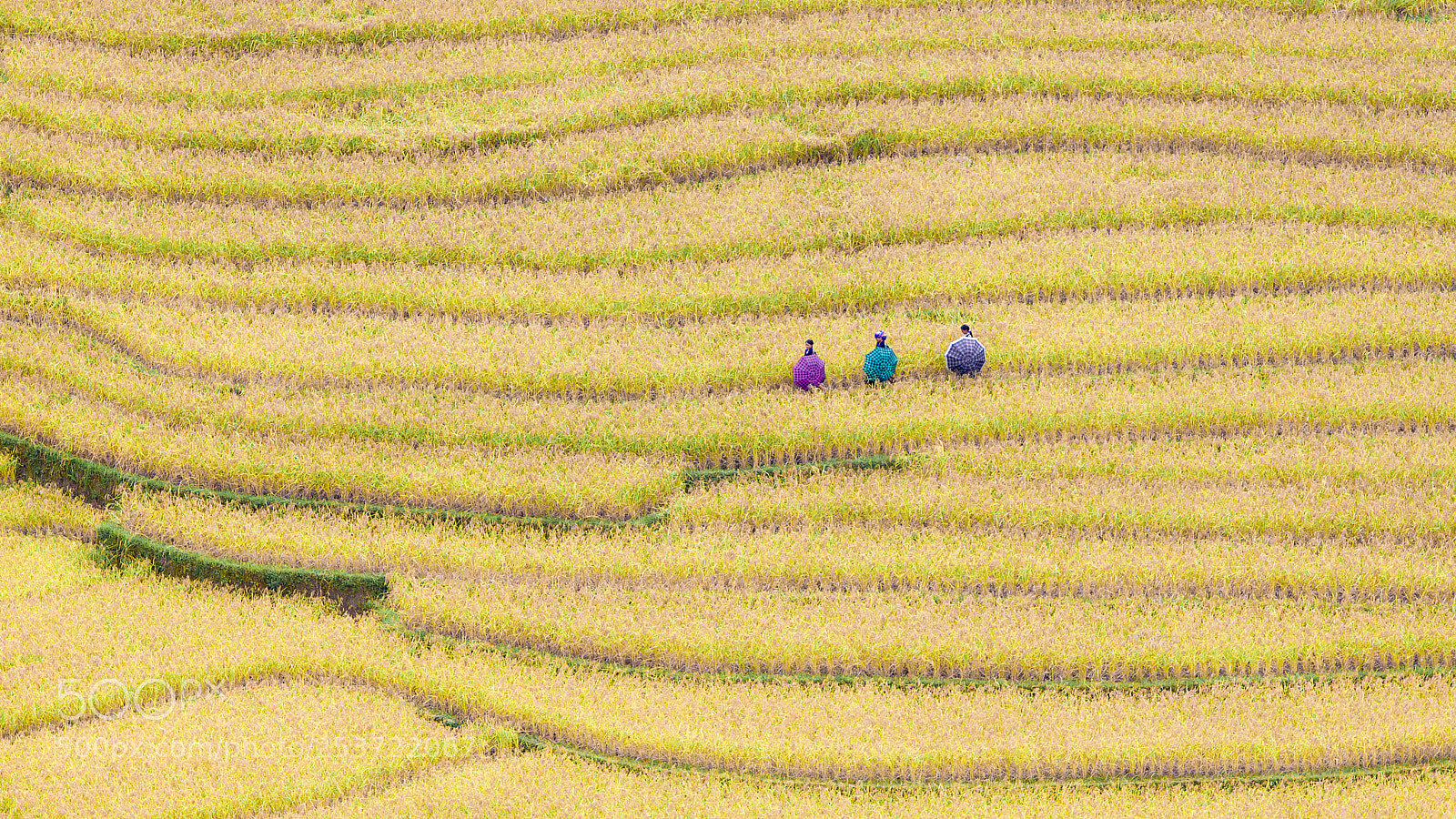 Canon EOS 50D sample photo. Rice fields on terraced photography