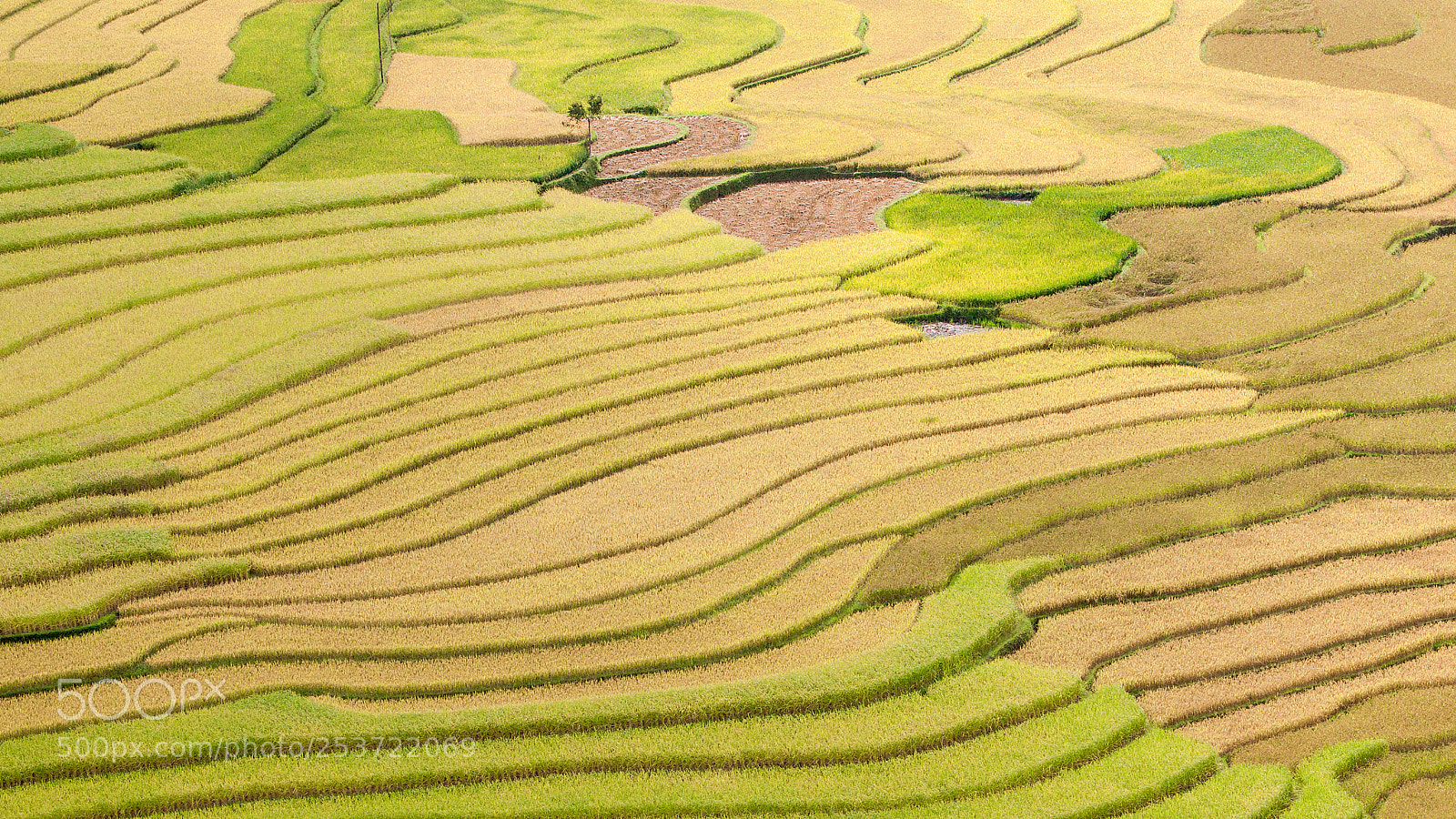 Canon EOS 50D sample photo. Rice fields on terraced photography