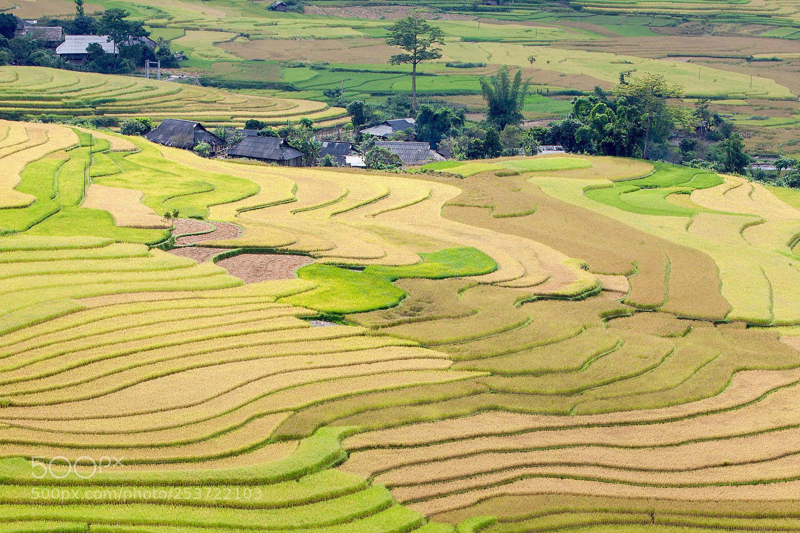 Canon EOS 50D sample photo. Rice fields on terraced photography