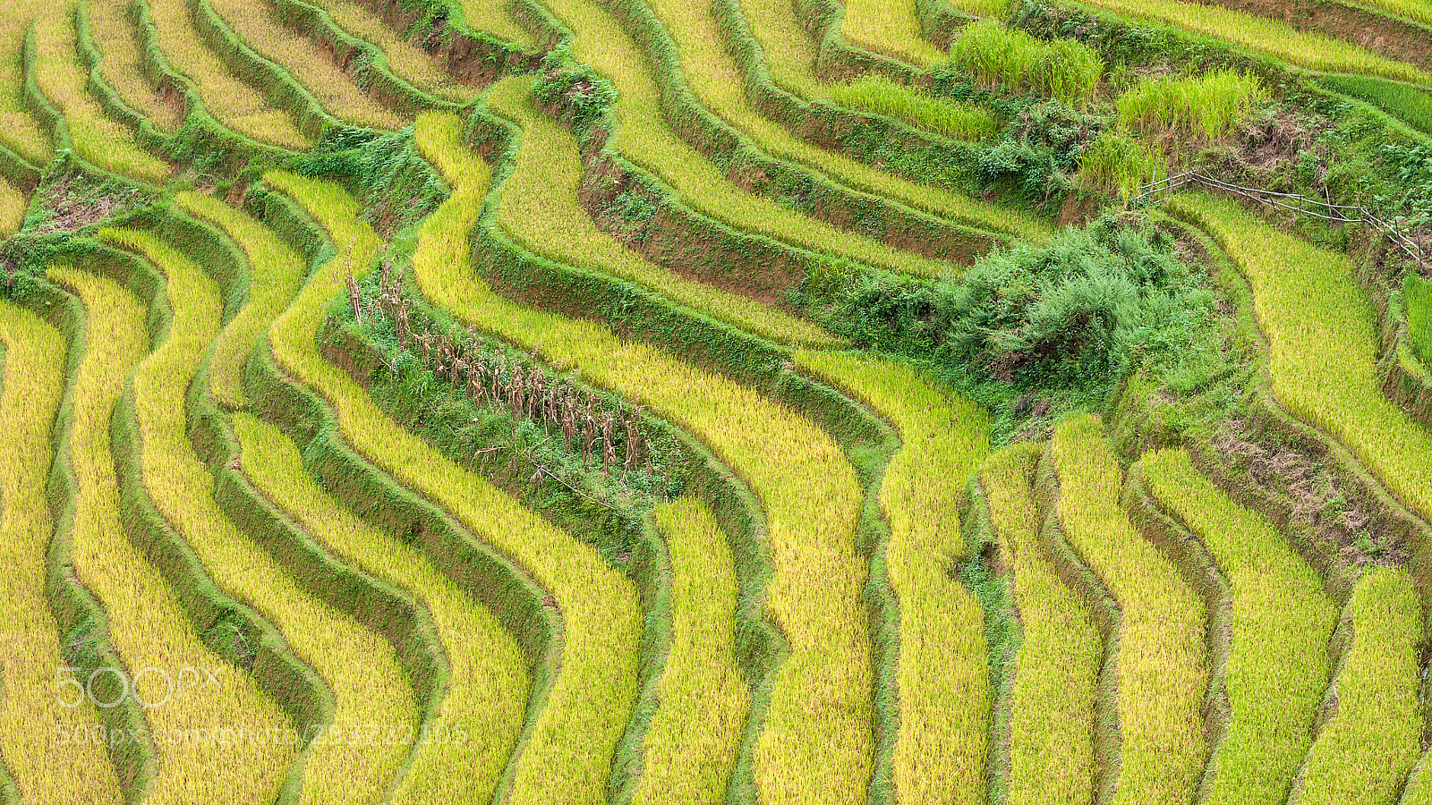 Canon EOS 50D sample photo. Rice fields on terraced photography