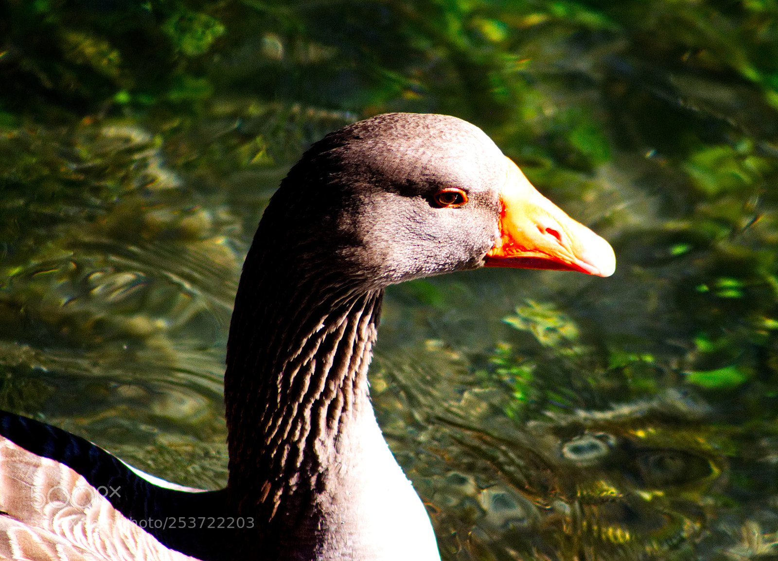 Canon EOS 500D (EOS Rebel T1i / EOS Kiss X3) sample photo. A cretan goose photography