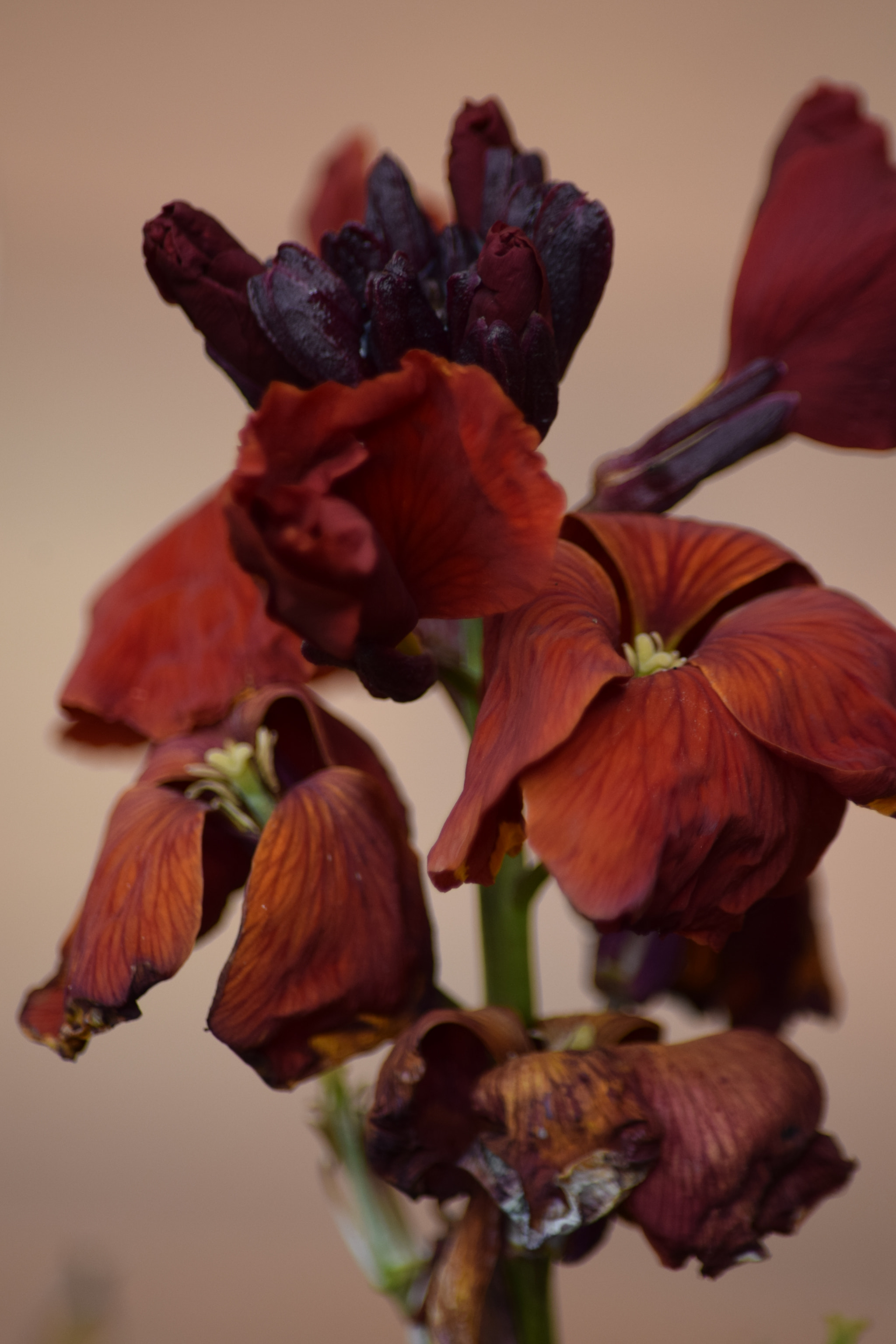 Nikon D5300 sample photo. Dsc photography