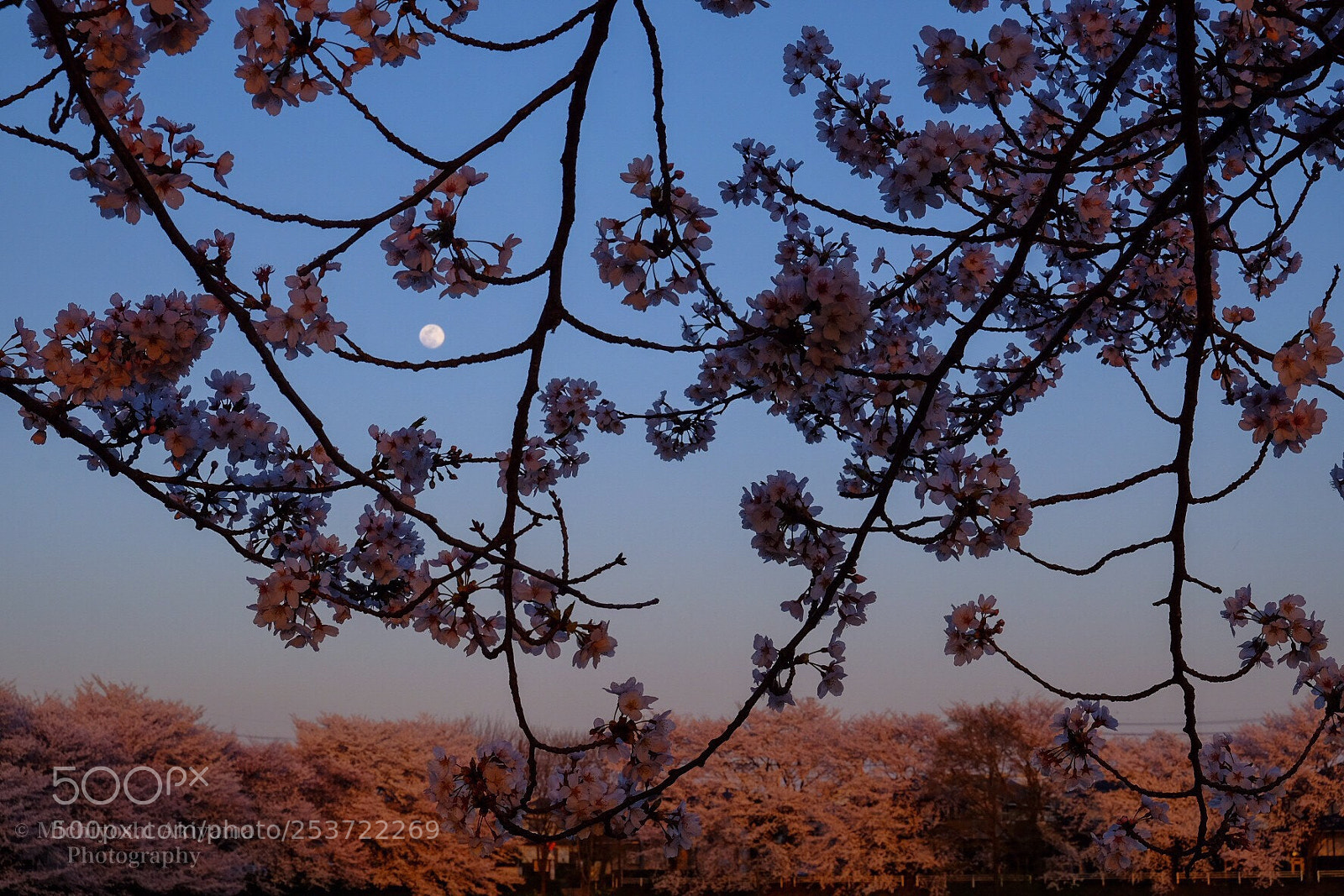 Fujifilm X-T1 sample photo. Sakura and moon.

 photography