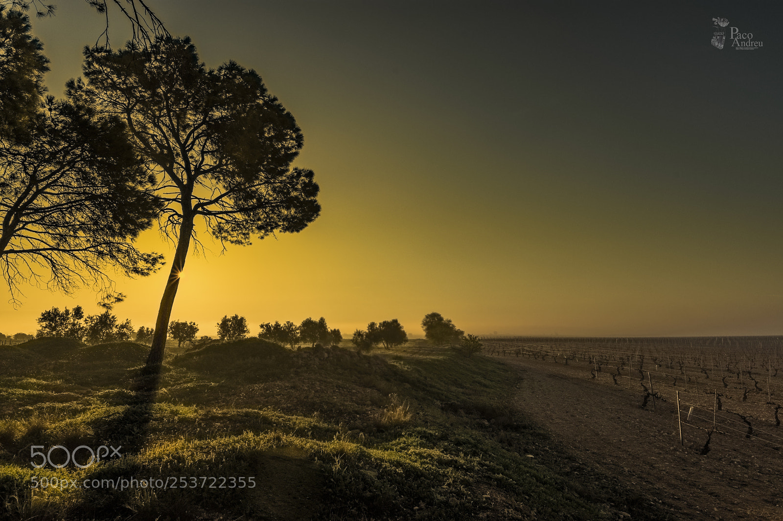 Nikon D7200 sample photo. El pinar. photography