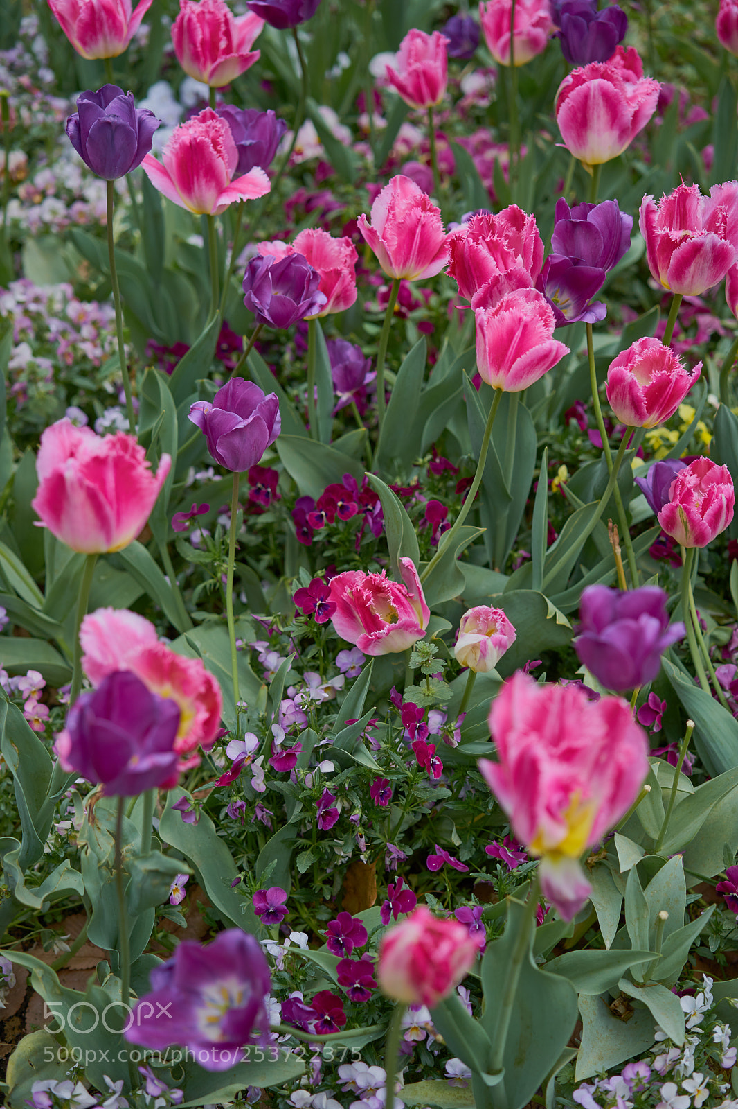 Sony a7 sample photo. Flowers 6421 photography