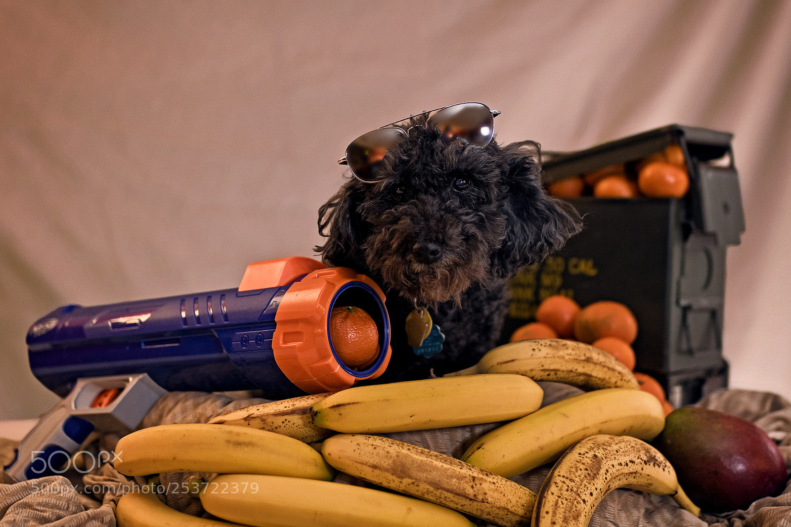 Canon EOS 7D Mark II sample photo. Dog days of the photography