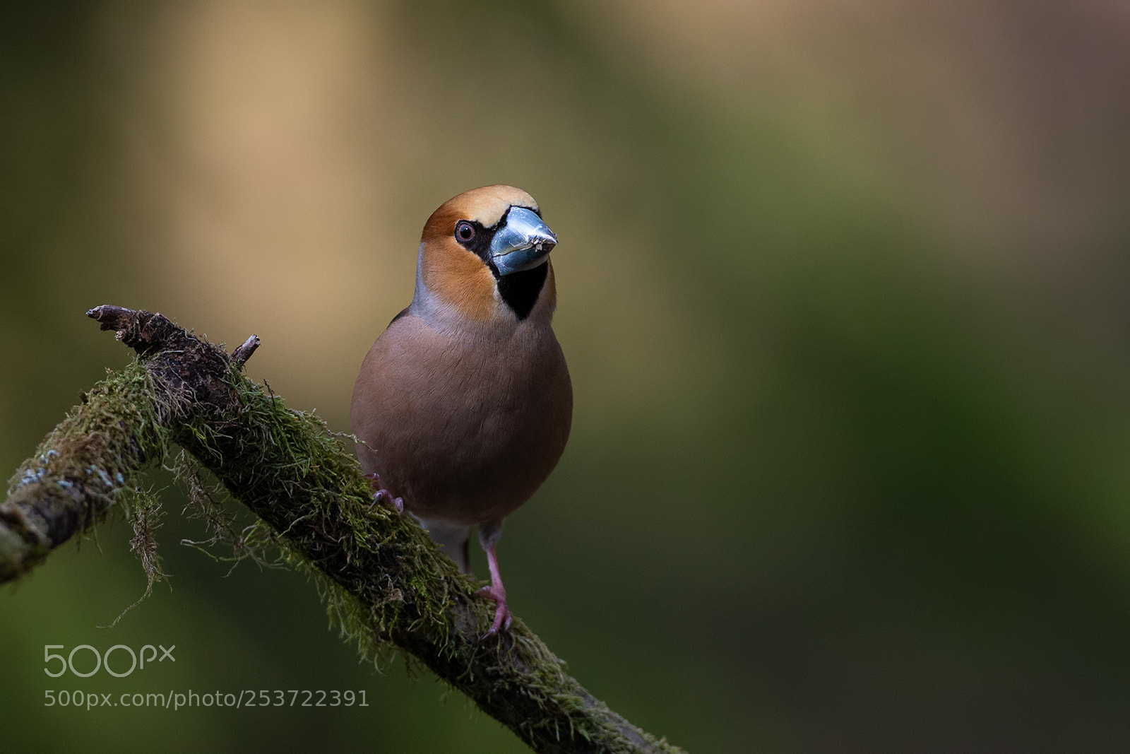 Canon EOS-1D X sample photo. Hawfinch photography
