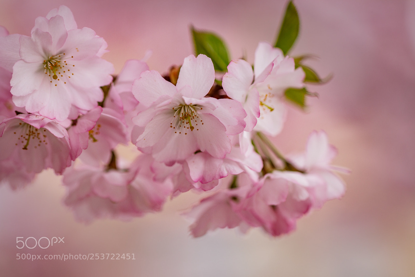 Canon EOS 77D (EOS 9000D / EOS 770D) sample photo. Cherry blossom photography