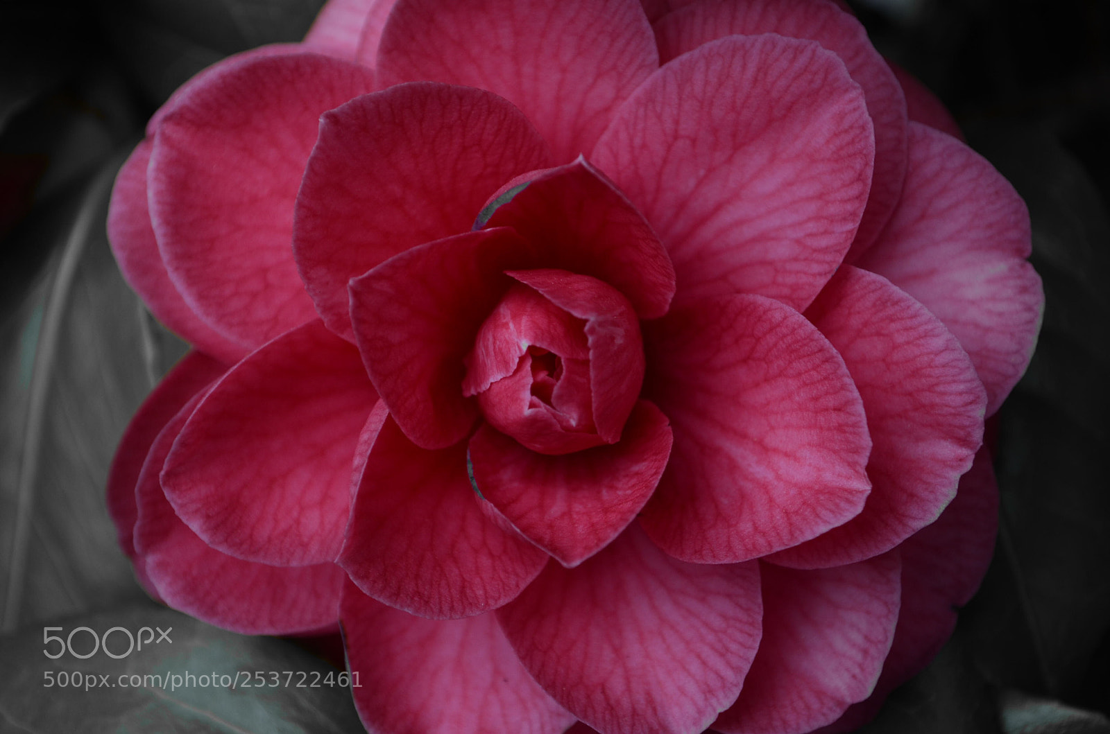 Nikon D5100 sample photo. My garden  photography