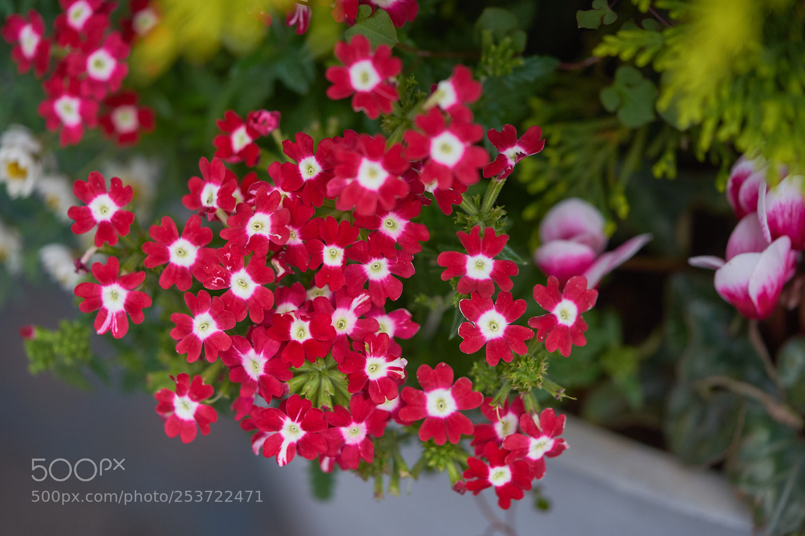 Sony a7 sample photo. Flowers 6422 photography