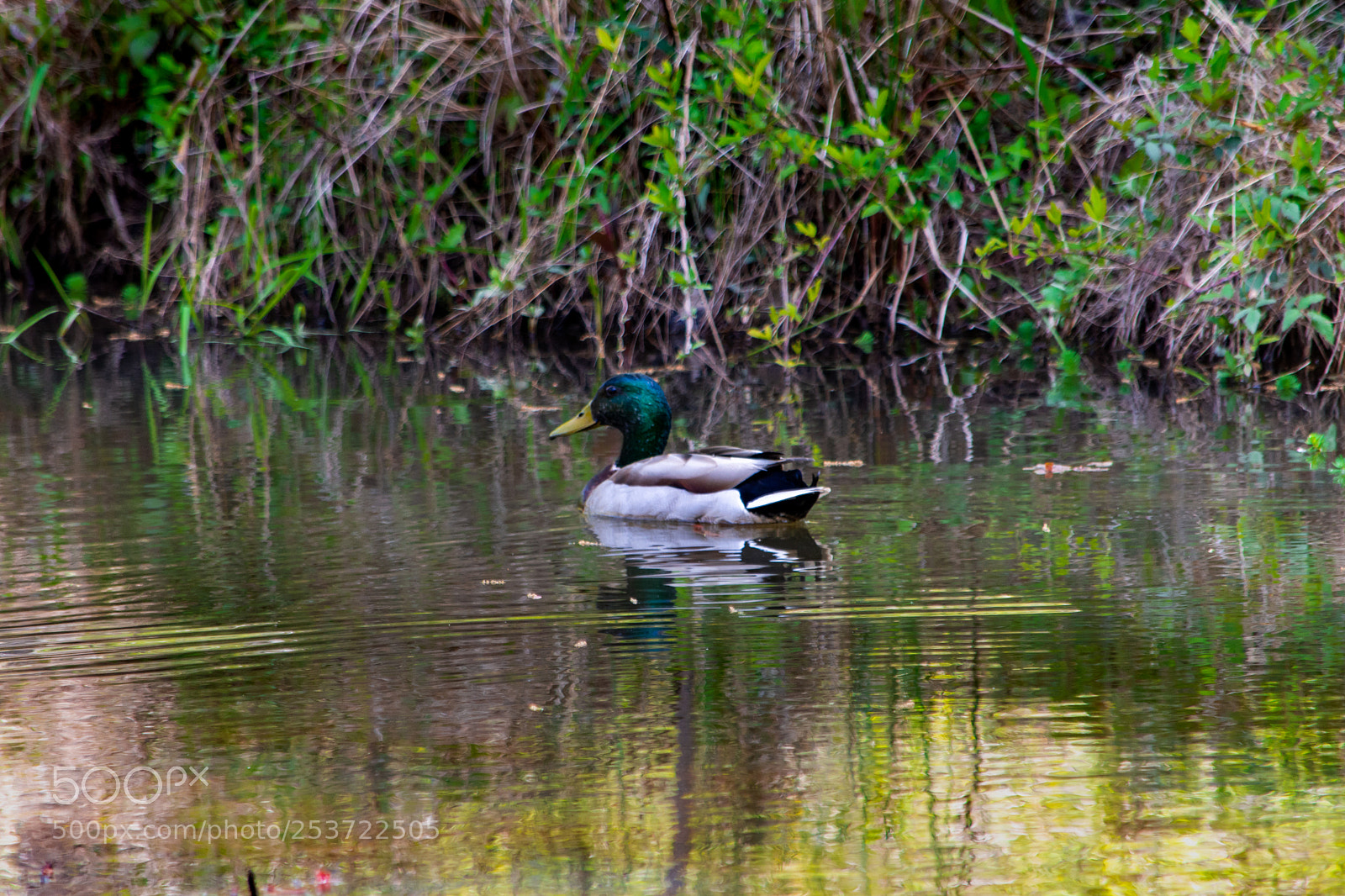 Nikon D7200 sample photo. Lonely swim photography