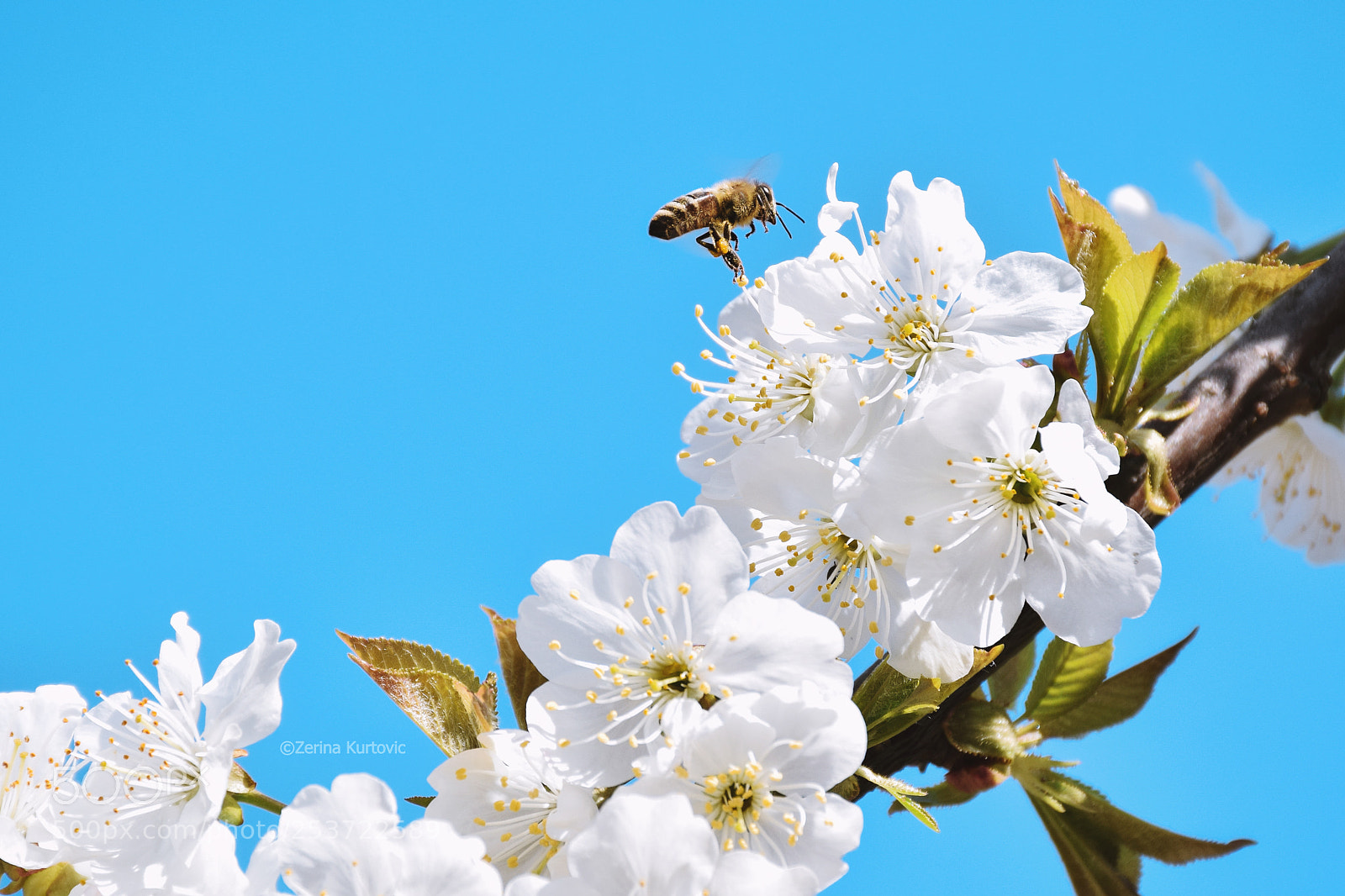 Nikon D5300 sample photo. Bee photography
