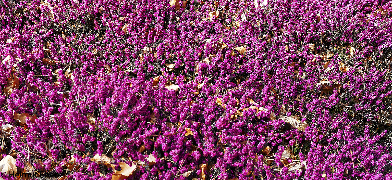 Olympus OM-D E-M5 sample photo. Bs, botanischer garten der photography