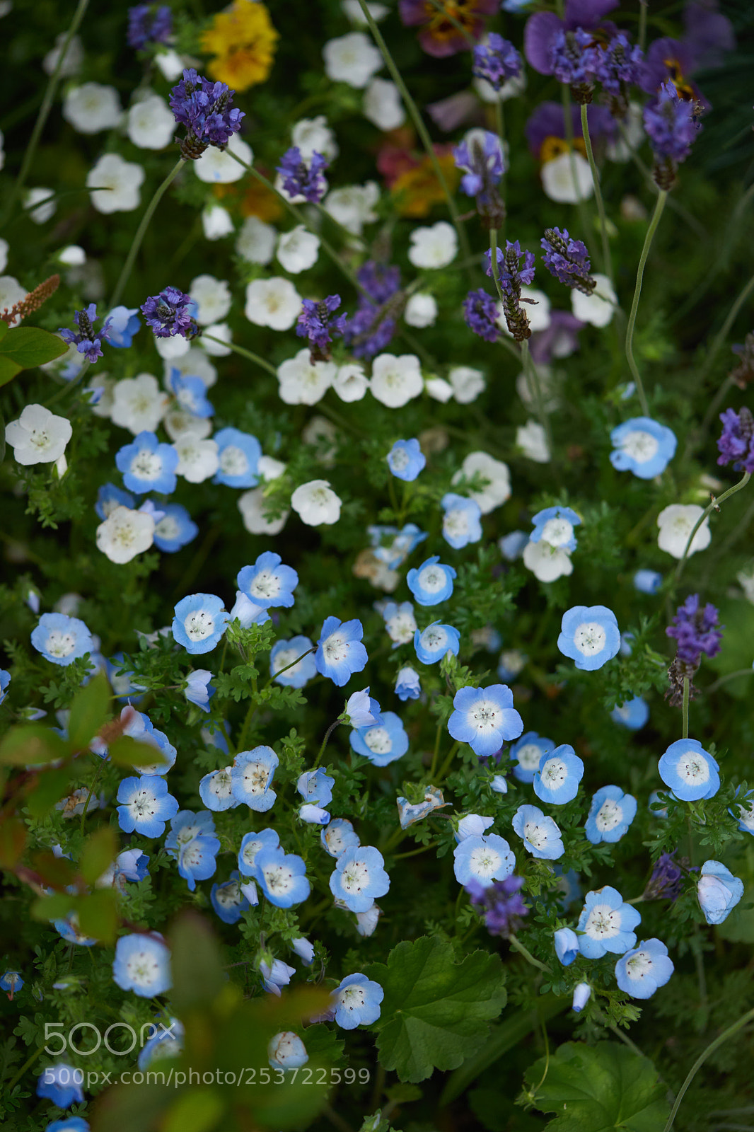 Sony a7 sample photo. Flowers 6423 photography